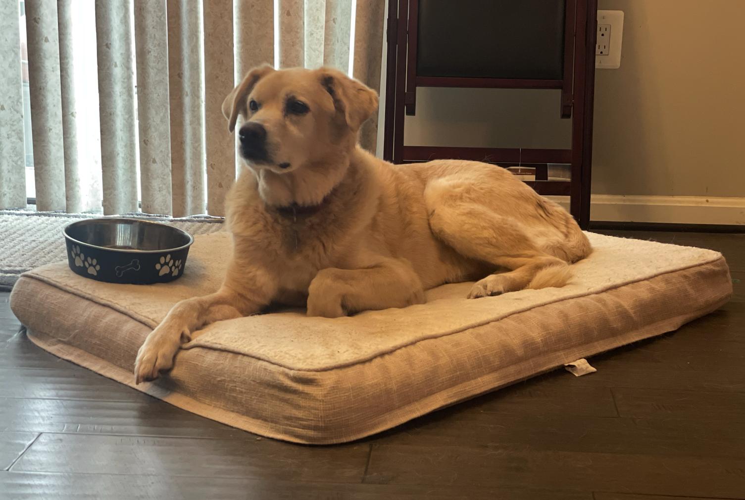 Enlarge Colby (CP), a Adoptable mixed breed in Manassas, VA image 4/5