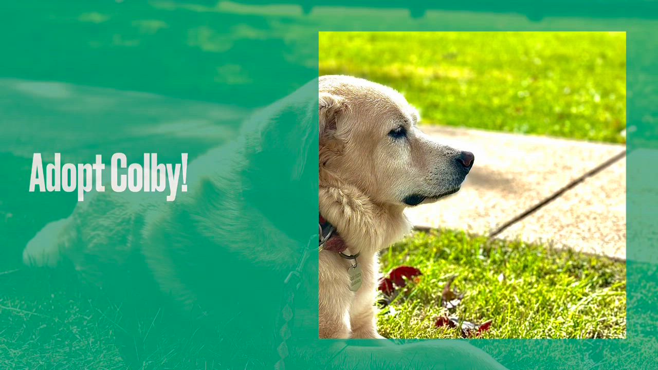 Enlarge Colby (CP), a Adoptable mixed breed in Manassas, VA video 5/5