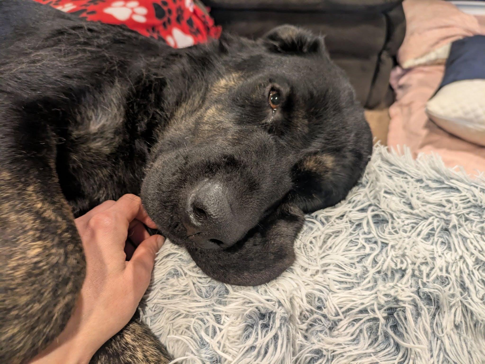 Beckham (Adoption Pending), a ADOPTABLE mixed breed in Baltimore, MD image 3/4