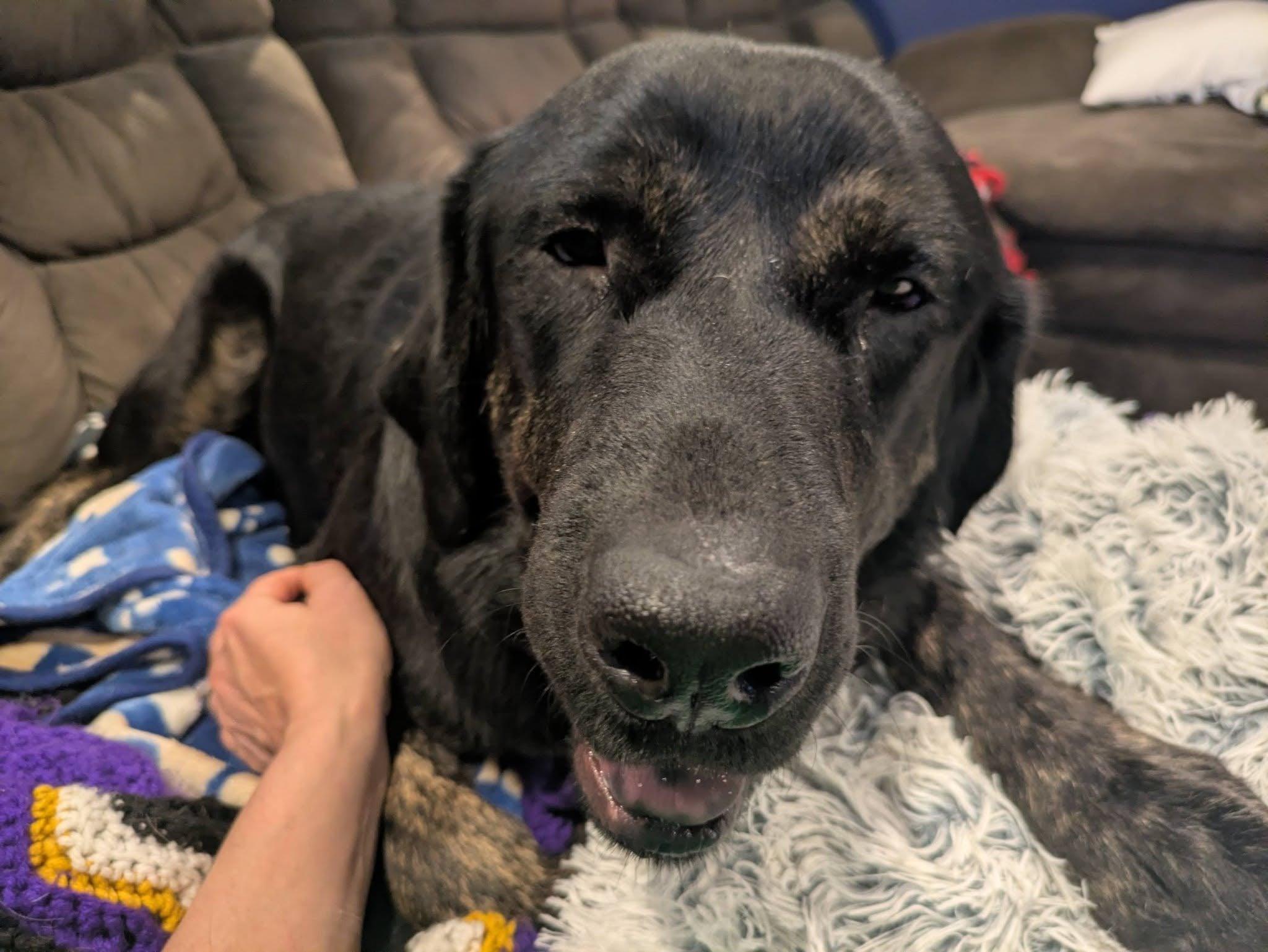 Beckham (Adoption Pending), a ADOPTABLE mixed breed in Baltimore, MD image 4/4