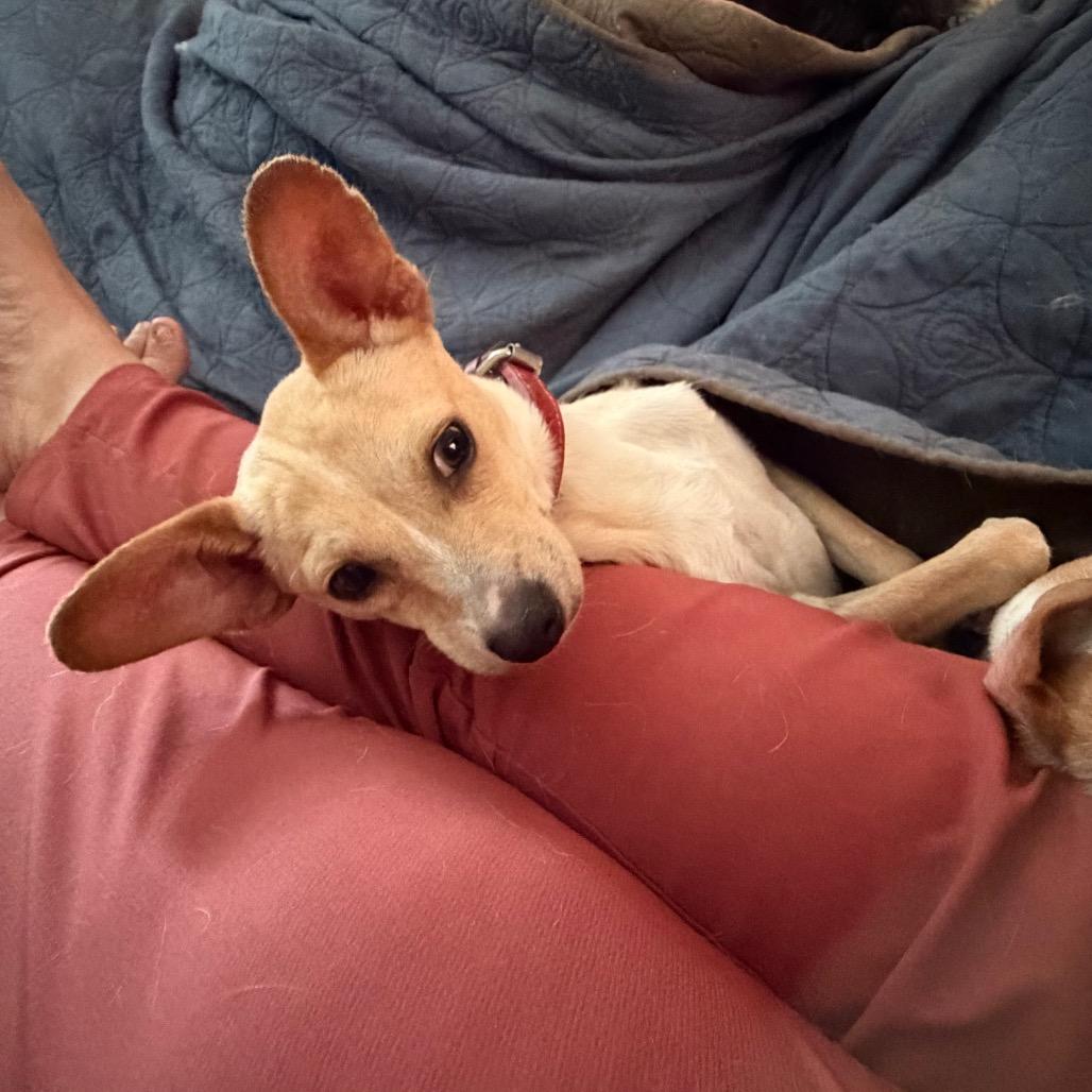 Rocko — thumbnail 2