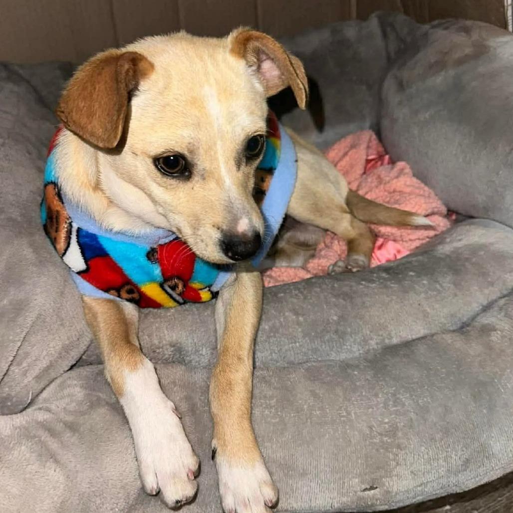 Rocko — thumbnail 3