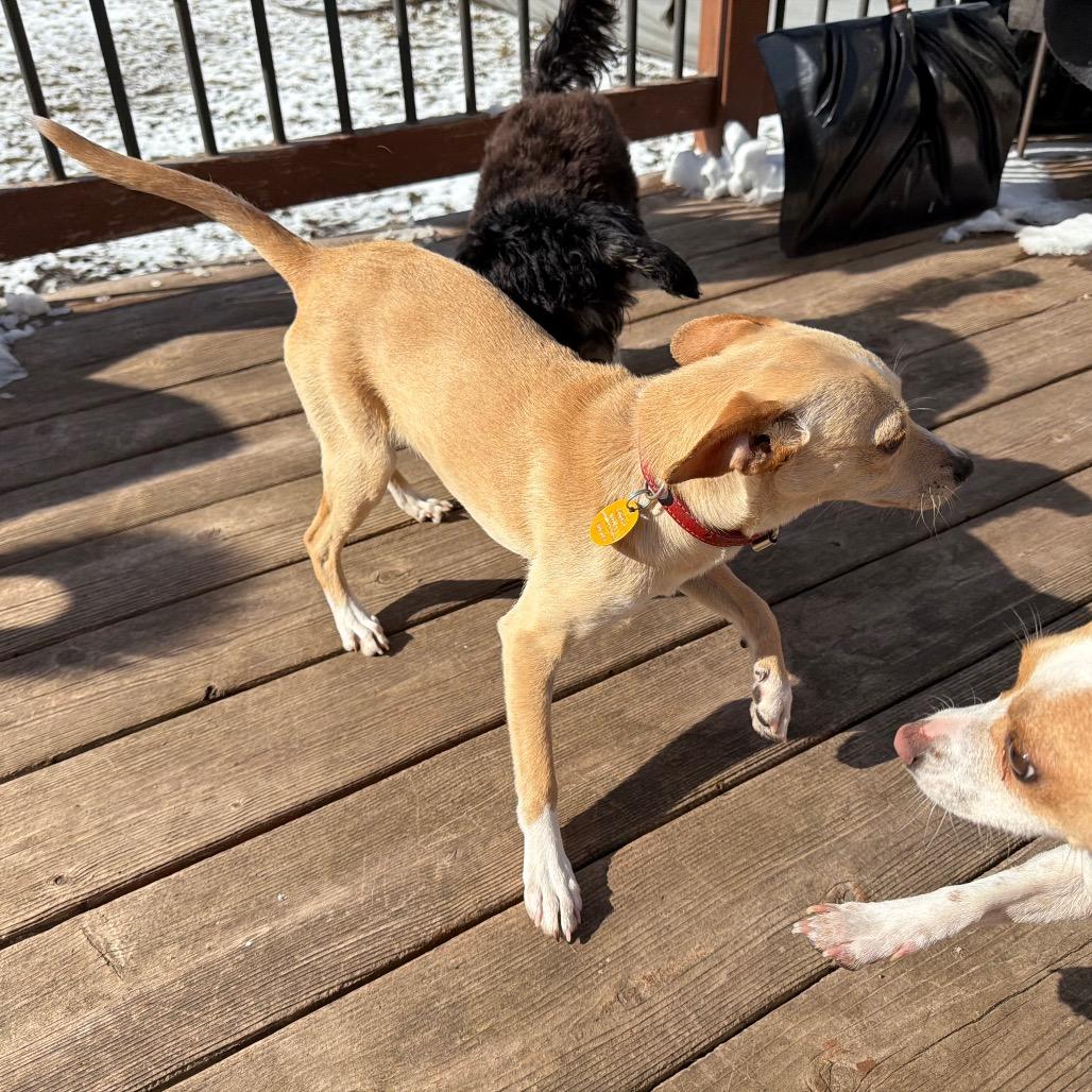 Rocko — thumbnail 4