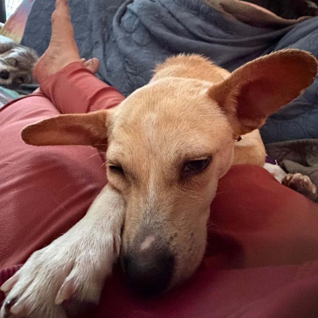 Rocko — thumbnail 5