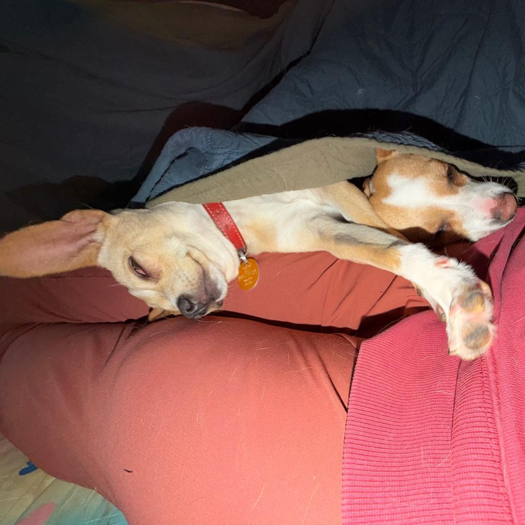 Rocko — thumbnail 6