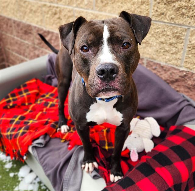 Enlarge HODGES, a Adoptable Pit Bull Terrier in Minneapolis, MN image 1/1