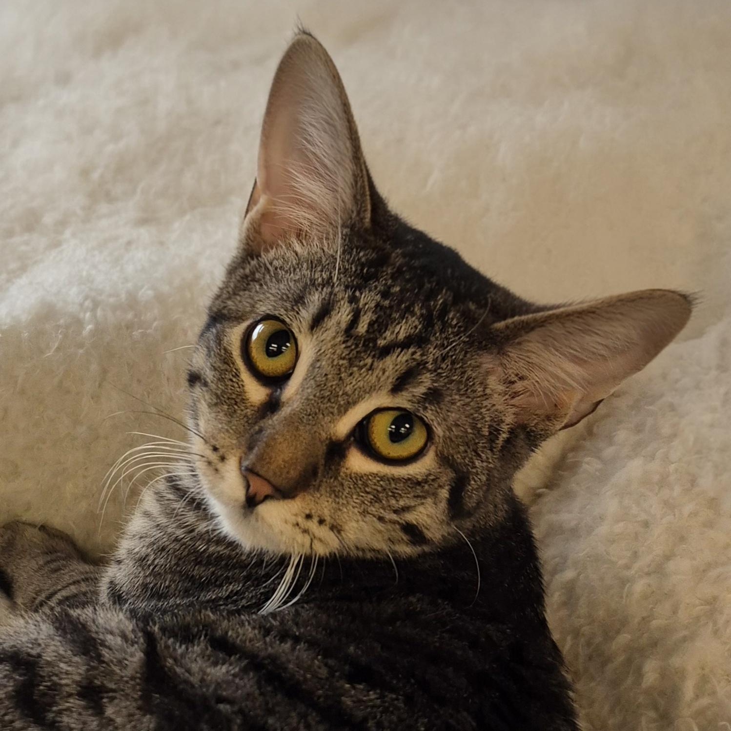 Enlarge Peanut, a ADOPTABLE Tabby in Raritan, NJ image 1/3