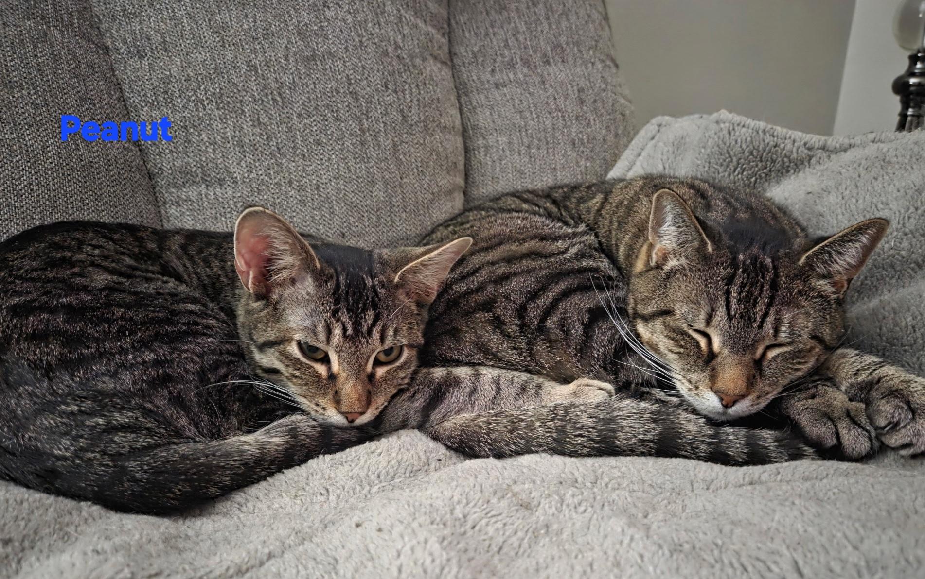 Peanut, ADOPTABLE, Kitten Male Tabby.