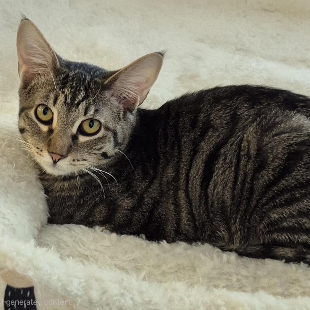 Enlarge Peanut, a ADOPTABLE Tabby in Raritan, NJ image 3/3