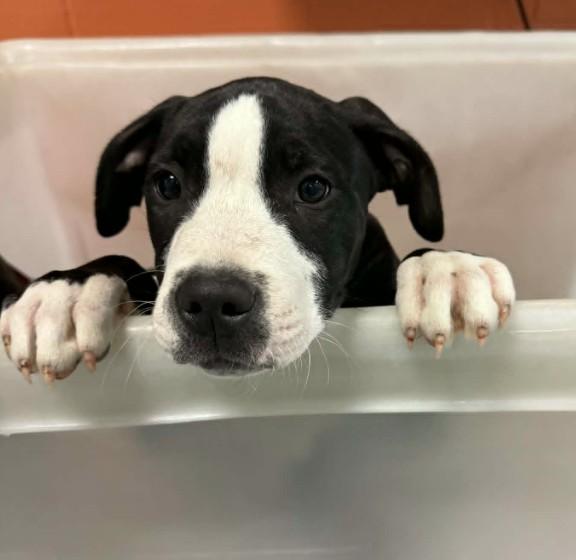 DAISY, Adoptable, Puppy Female Pit Bull Terrier & Mixed Breed.