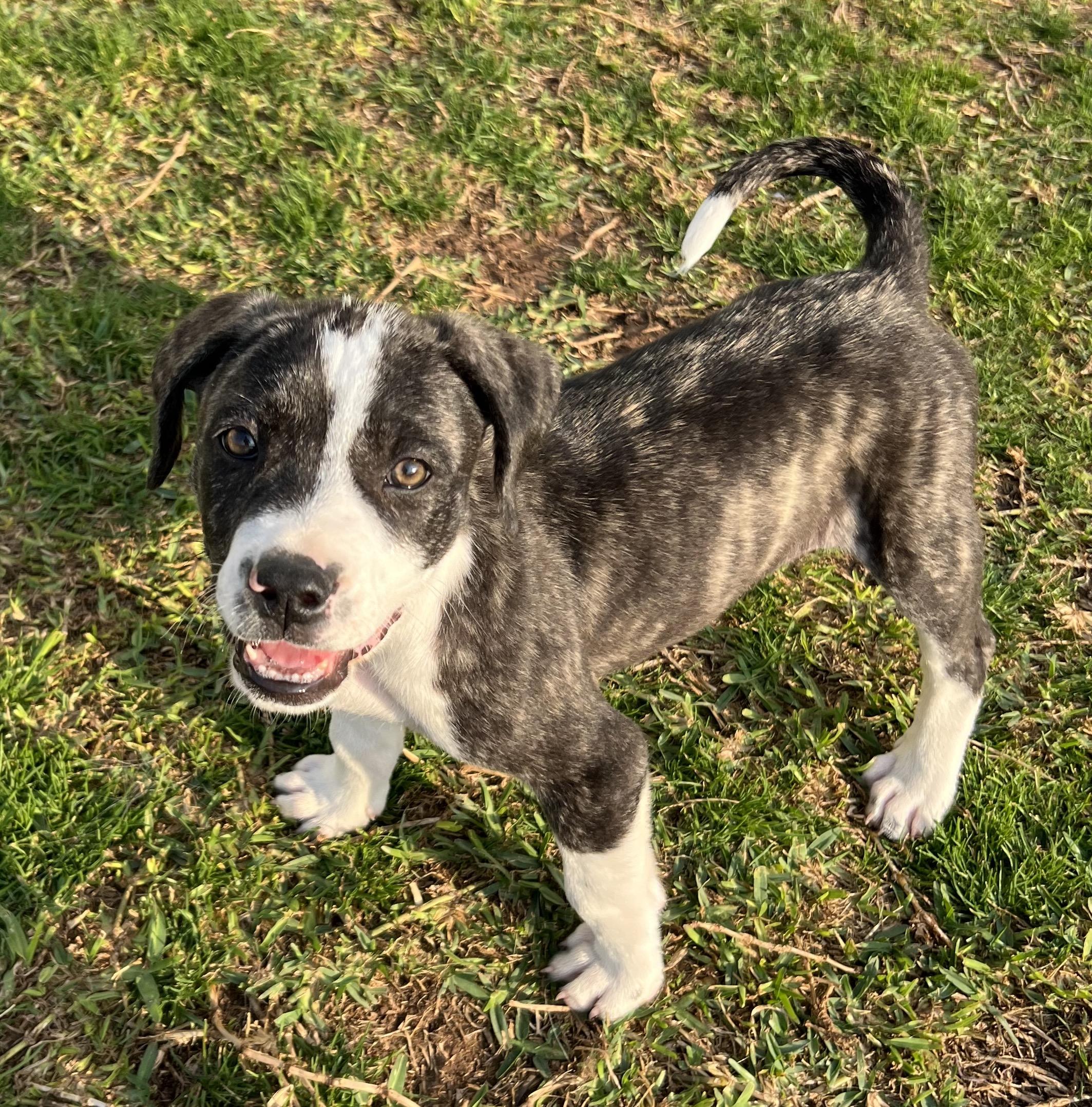 Scar, a ADOPTABLE Mixed Breed in Bryan, TX image 3/6
