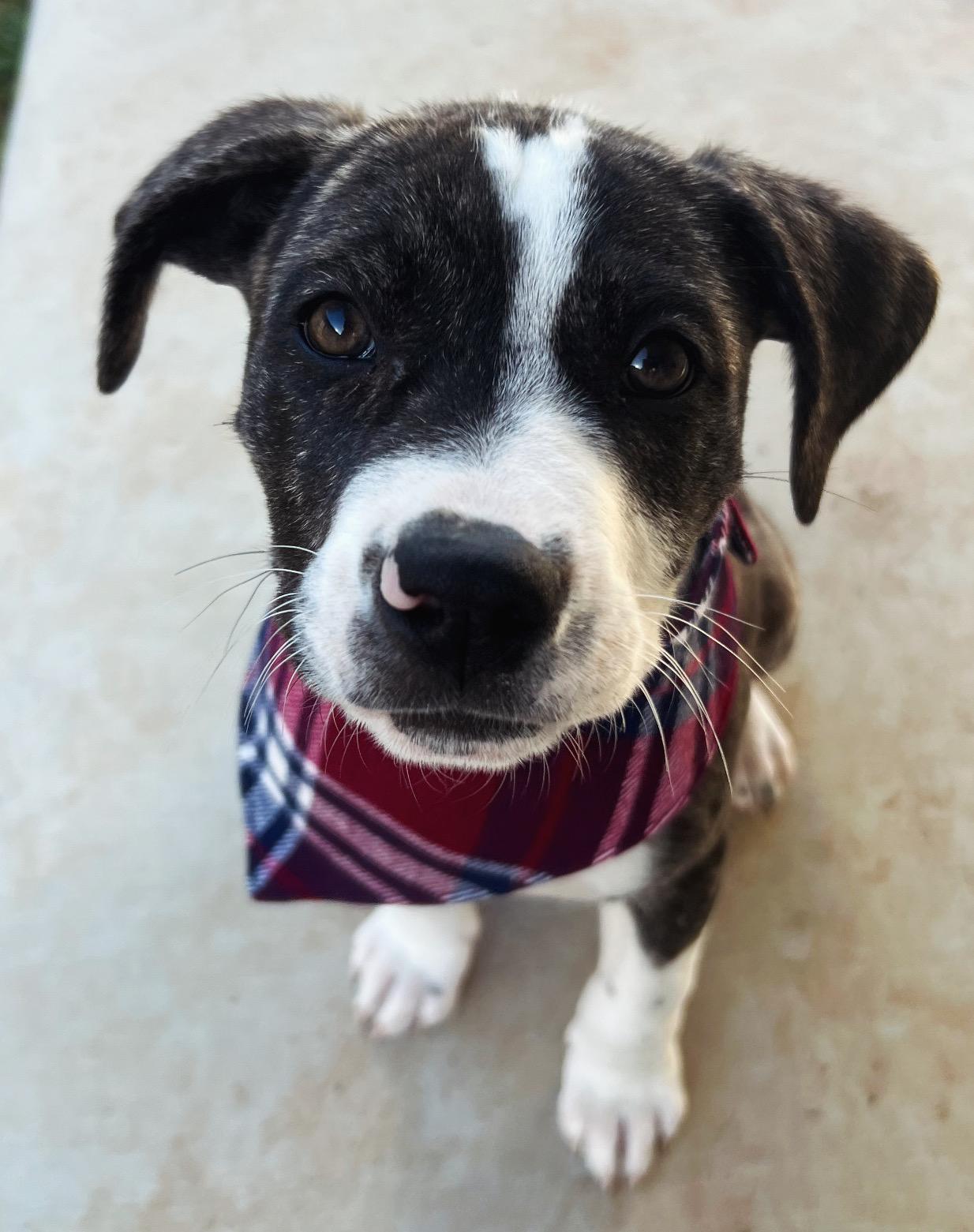 Scar, a ADOPTABLE Mixed Breed in Bryan, TX image 5/6