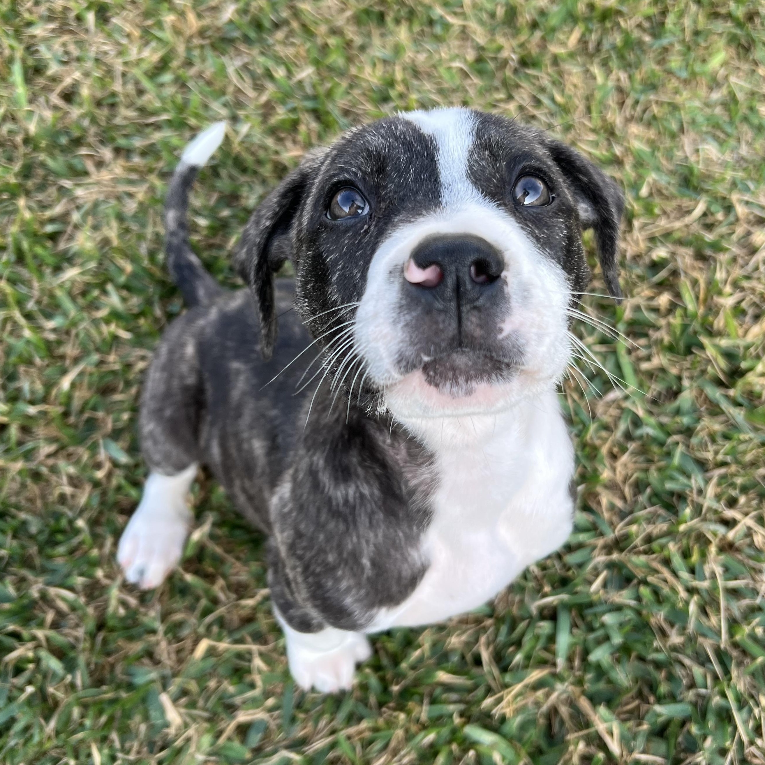 Scar, a ADOPTABLE Mixed Breed in Bryan, TX image 4/6