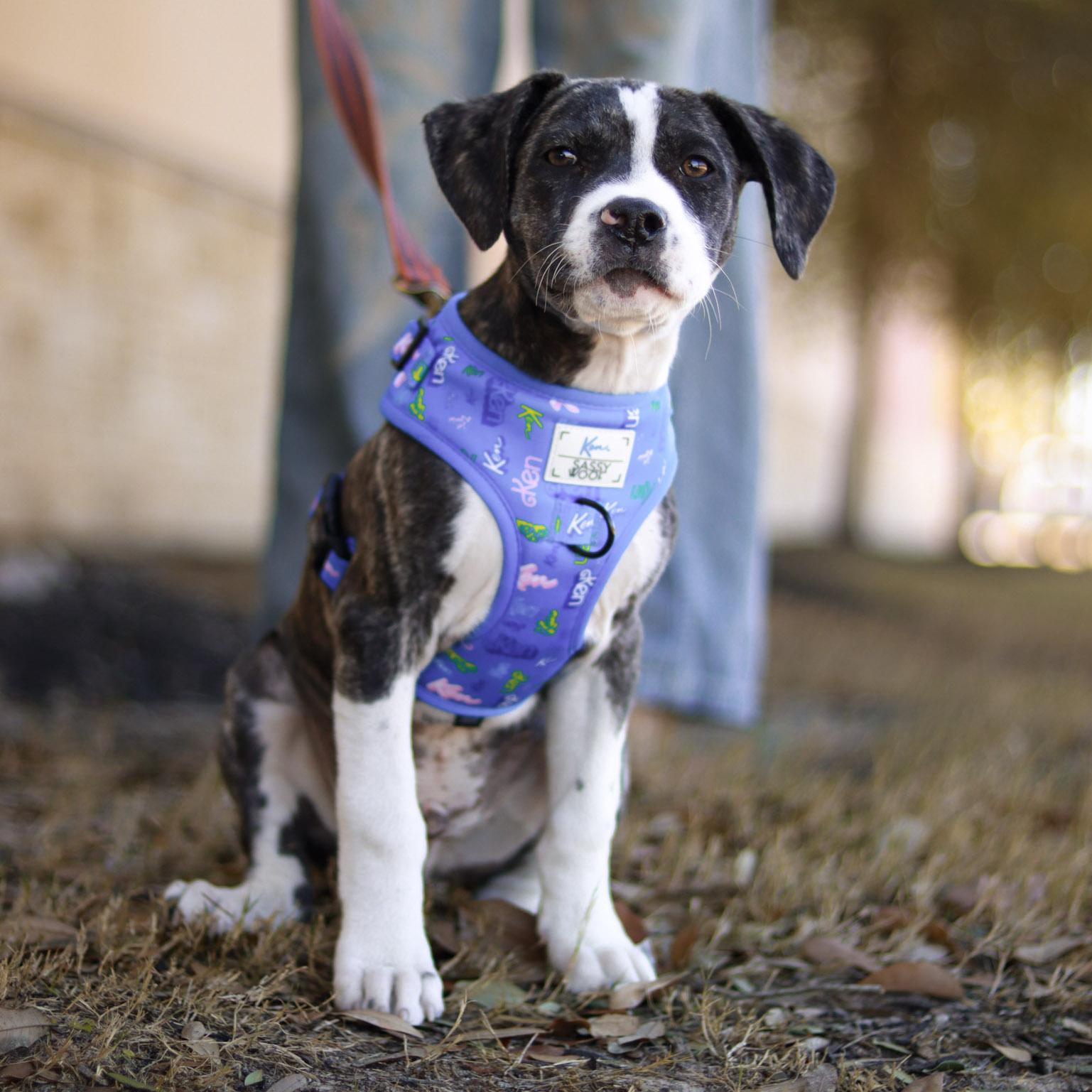 Scar, ADOPTABLE, Puppy Male Mixed Breed.