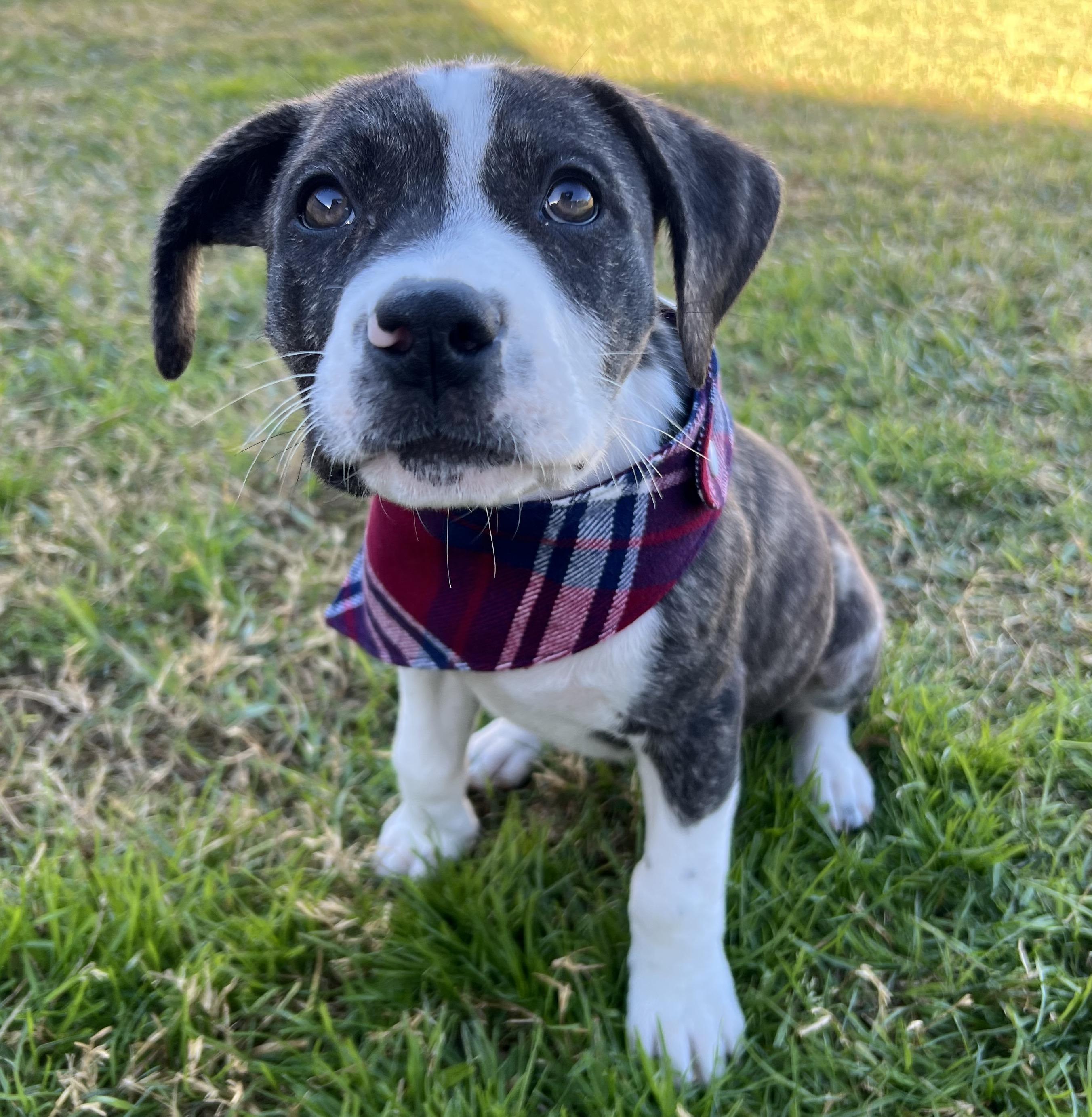 Scar, a ADOPTABLE Mixed Breed in Bryan, TX image 2/6