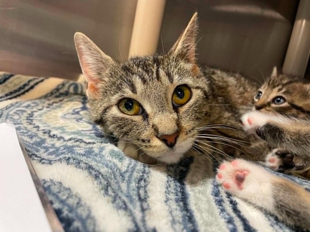 Boots, ADOPTABLE, Adult Female Tabby.