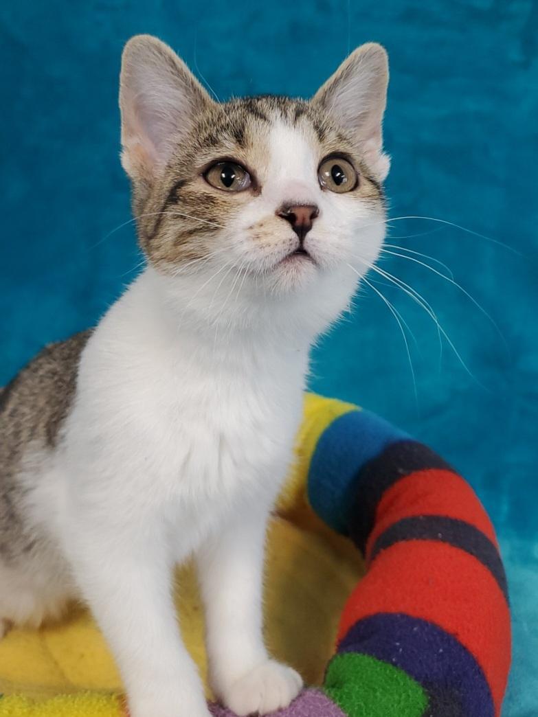Enlarge Pearl, a Adopted Domestic Medium Hair in Greenville, IL image 1/1