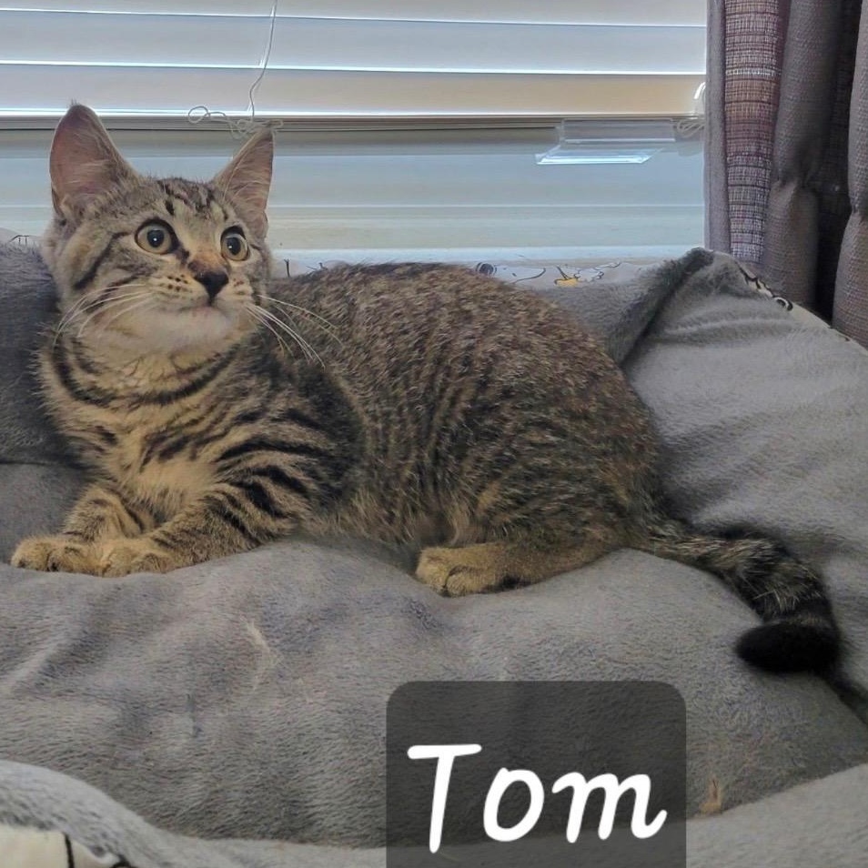 Enlarge Tom, a ADOPTABLE Domestic Short Hair in Annapolis, MD image 1/1