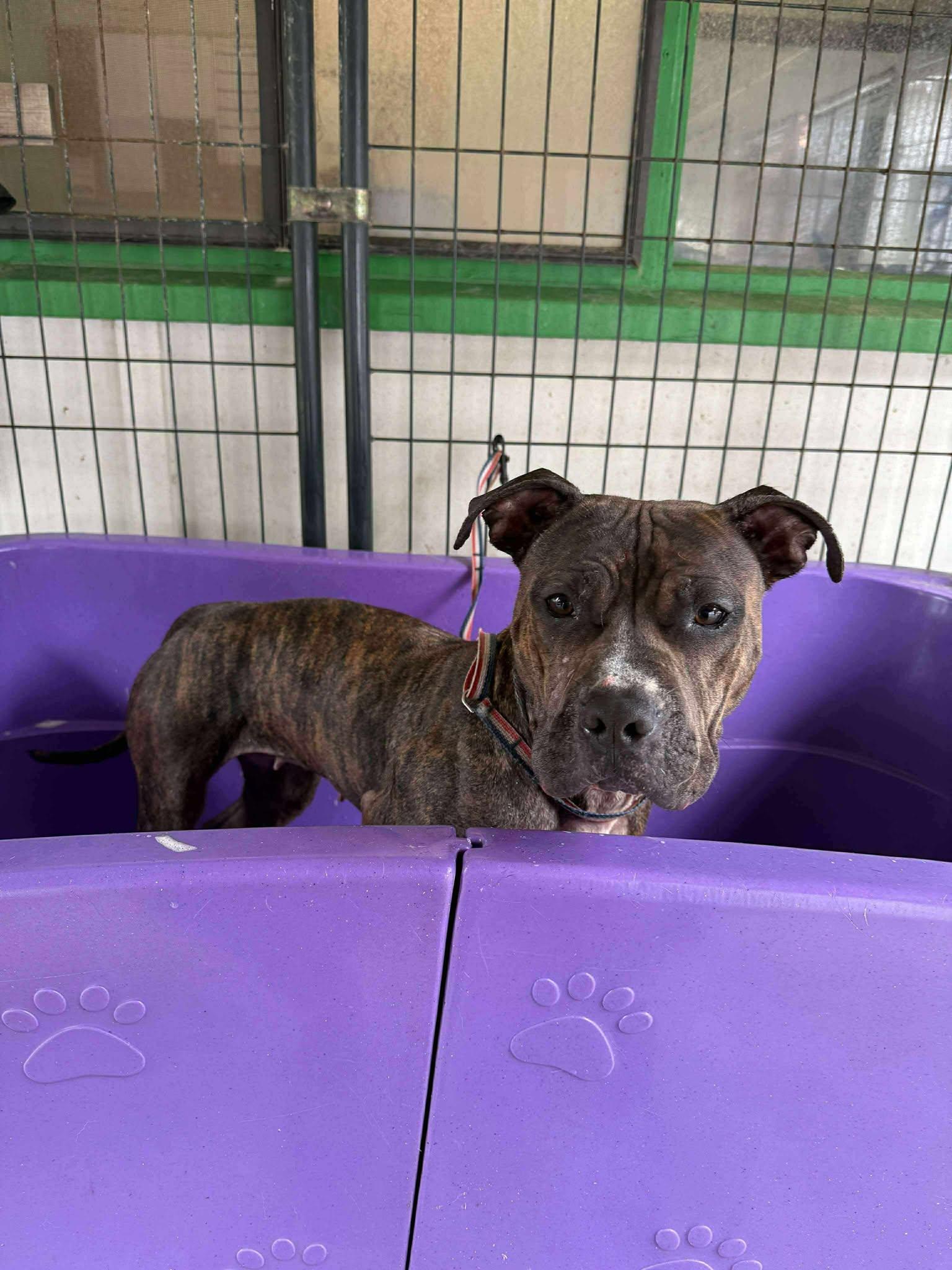 Enlarge Quinn, a Adoptable mixed breed in Battle Ground, WA image 1/5