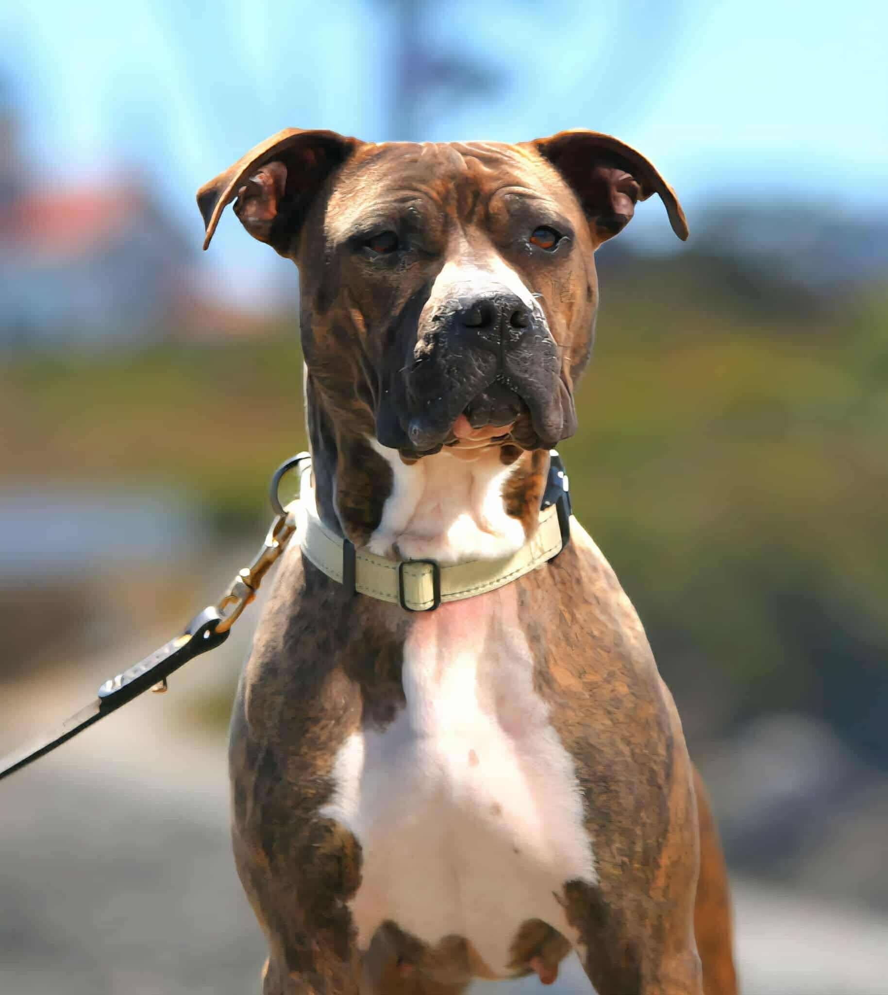 Enlarge Quinn, a Adoptable mixed breed in Battle Ground, WA image 2/5