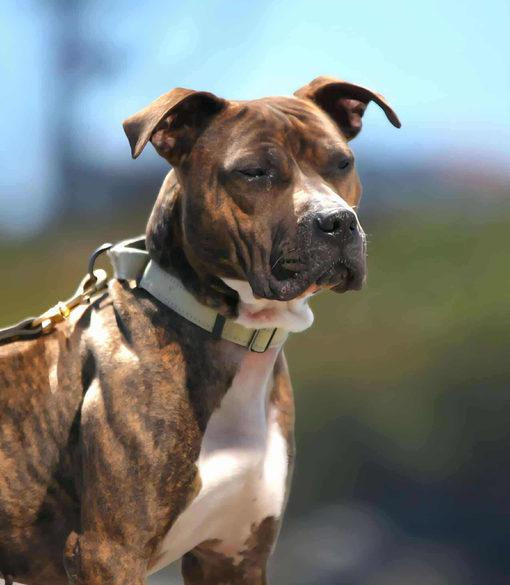 Enlarge Quinn, a Adoptable mixed breed in Battle Ground, WA image 3/5