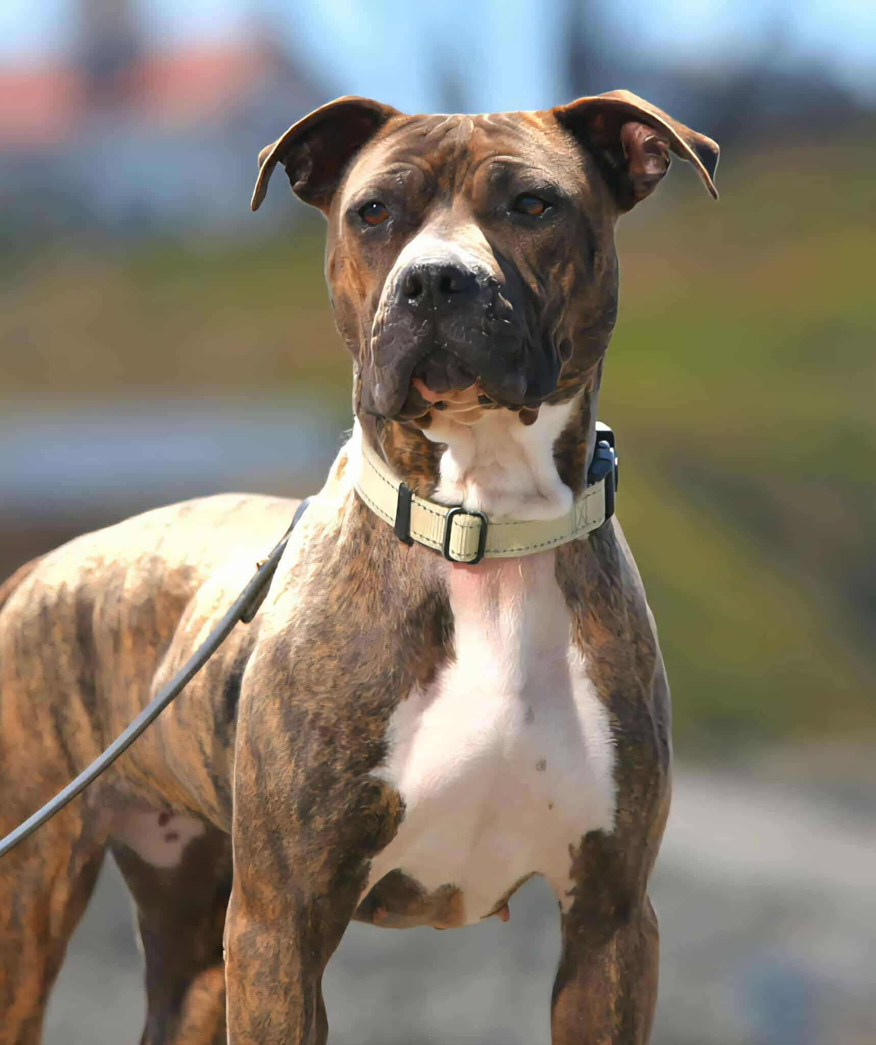 Enlarge Quinn, a Adoptable mixed breed in Battle Ground, WA image 4/5