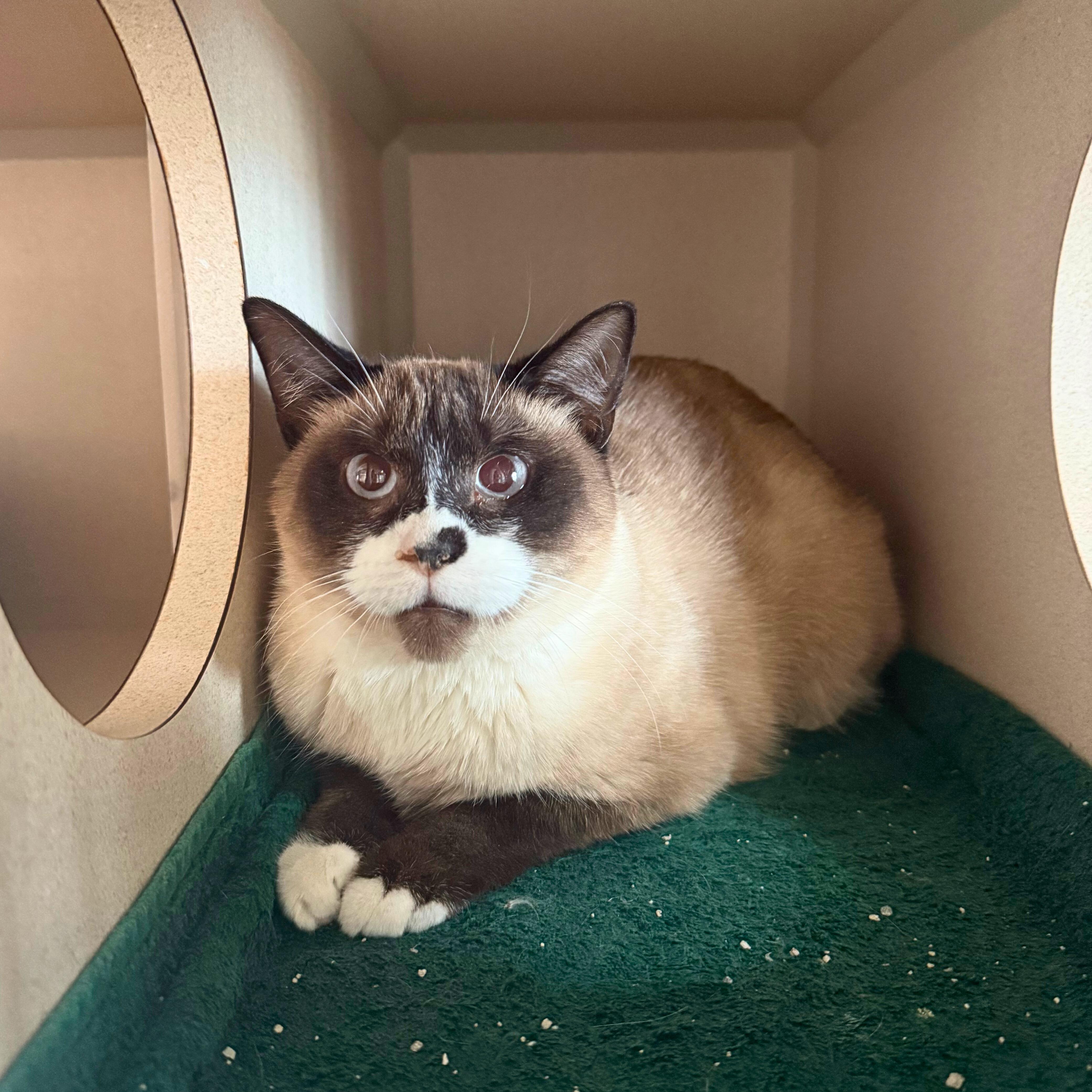 Enlarge Ron and Hermione, an adoptable Domestic Short Hair in Ridgway, CO image 6/6