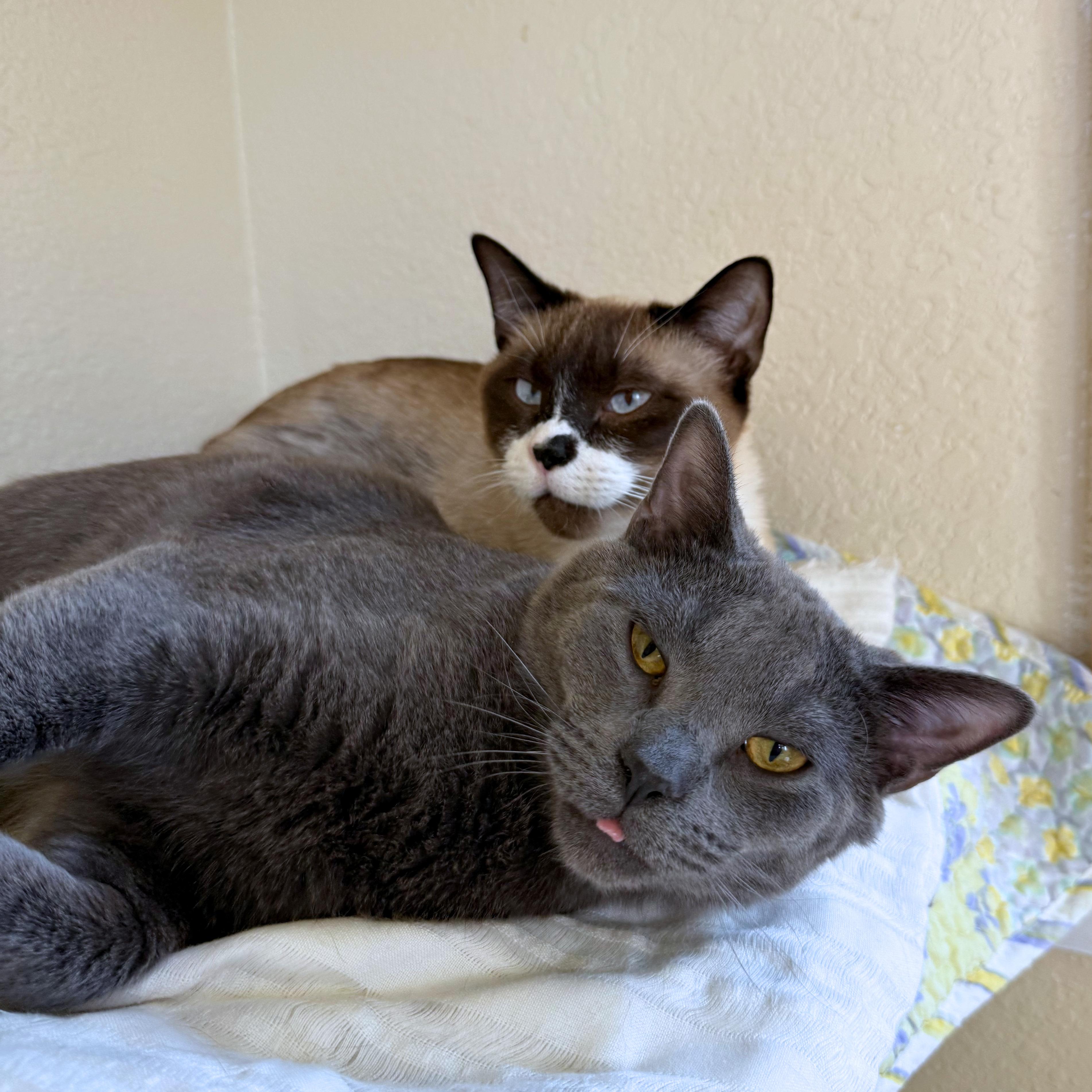 Enlarge Ron and Hermione, an adoptable Domestic Short Hair in Ridgway, CO image 1/6