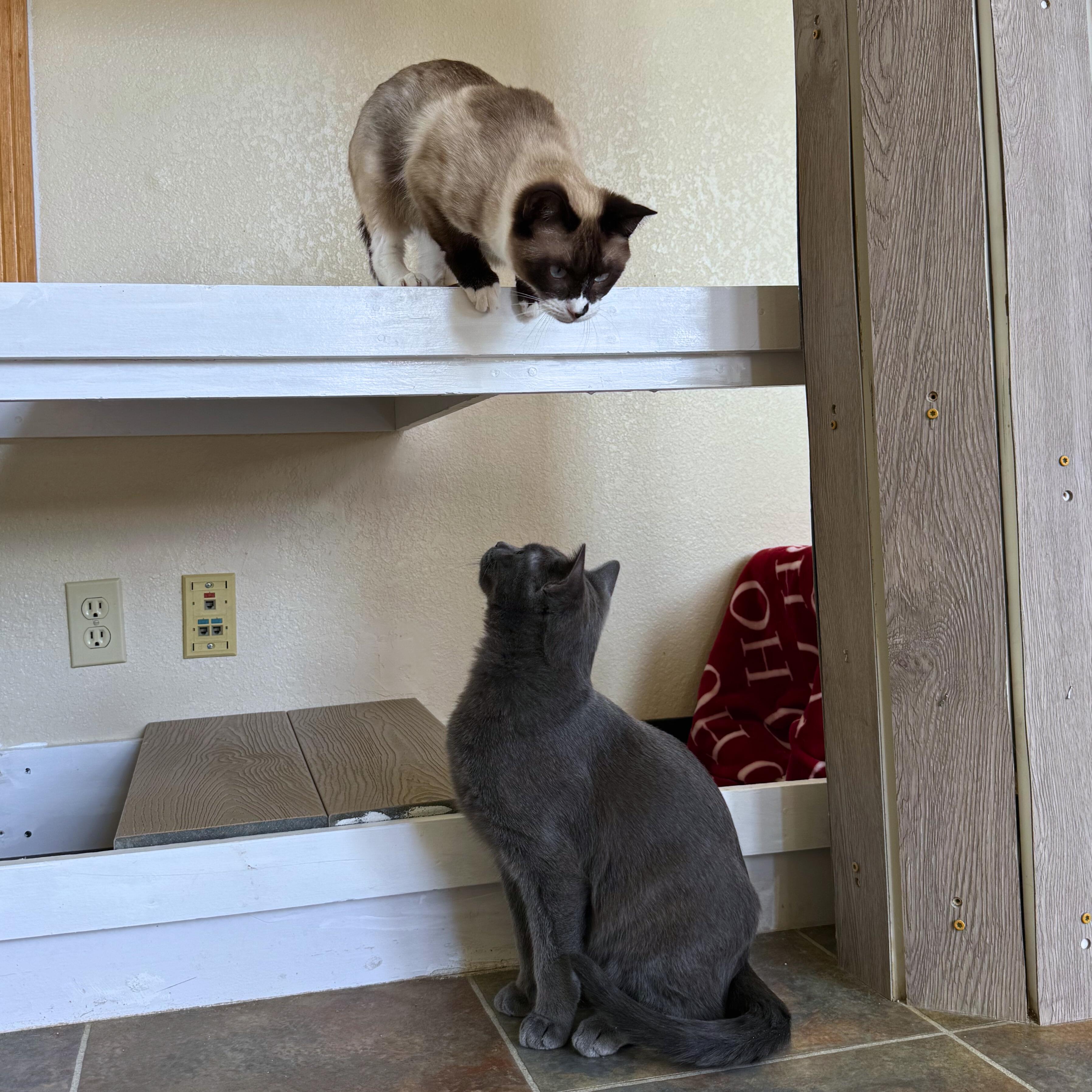 Enlarge Ron and Hermione, an adoptable Domestic Short Hair in Ridgway, CO image 5/6