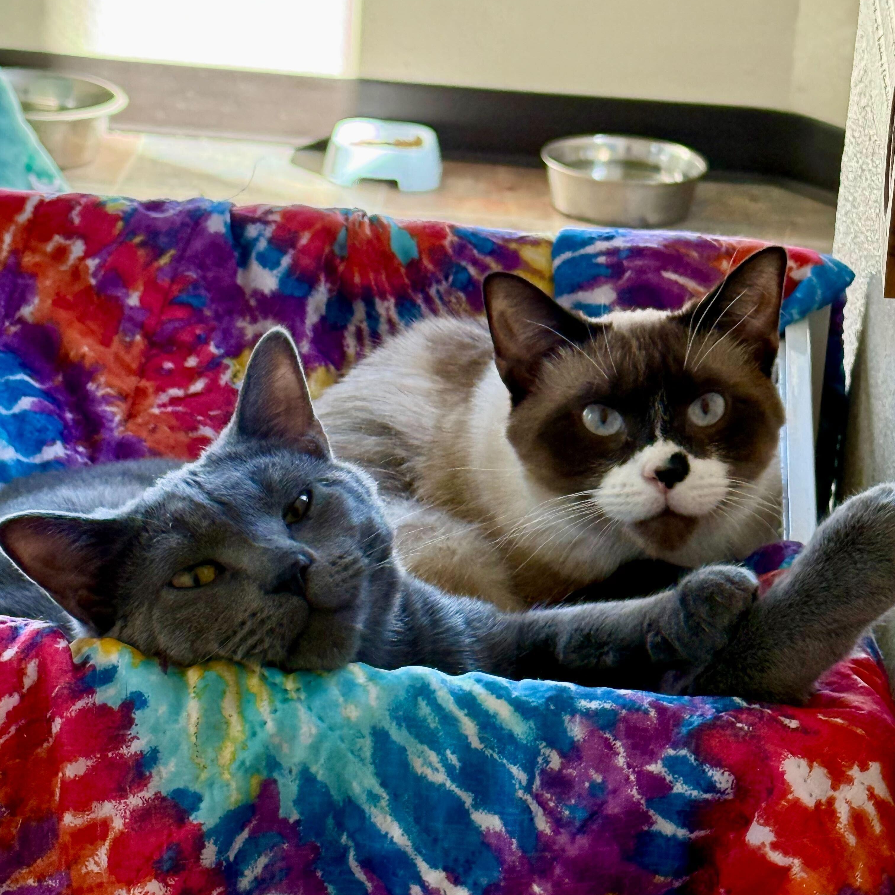 Enlarge Ron and Hermione, an adoptable Domestic Short Hair in Ridgway, CO image 2/6