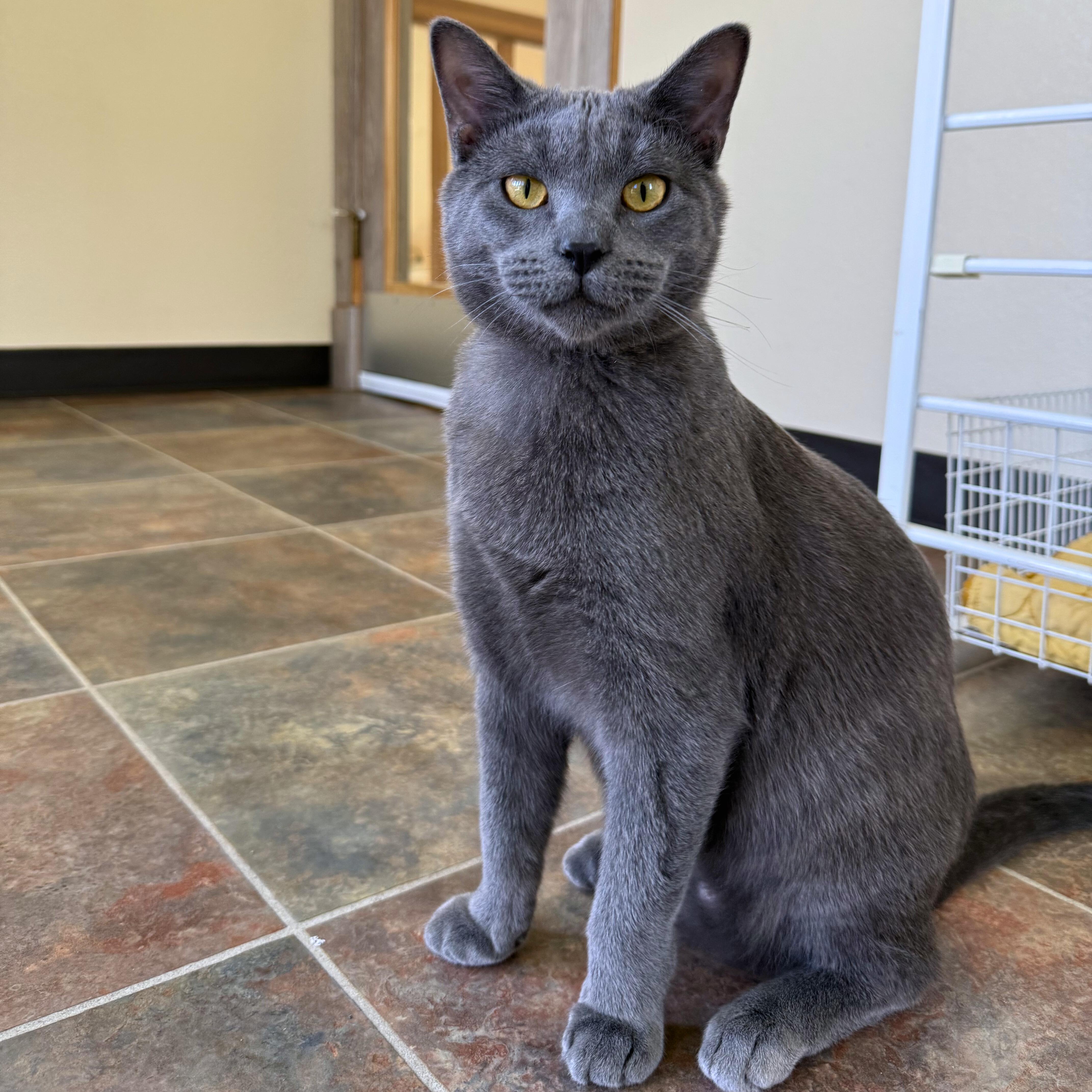 Enlarge Ron and Hermione, an adoptable Domestic Short Hair in Ridgway, CO image 4/6