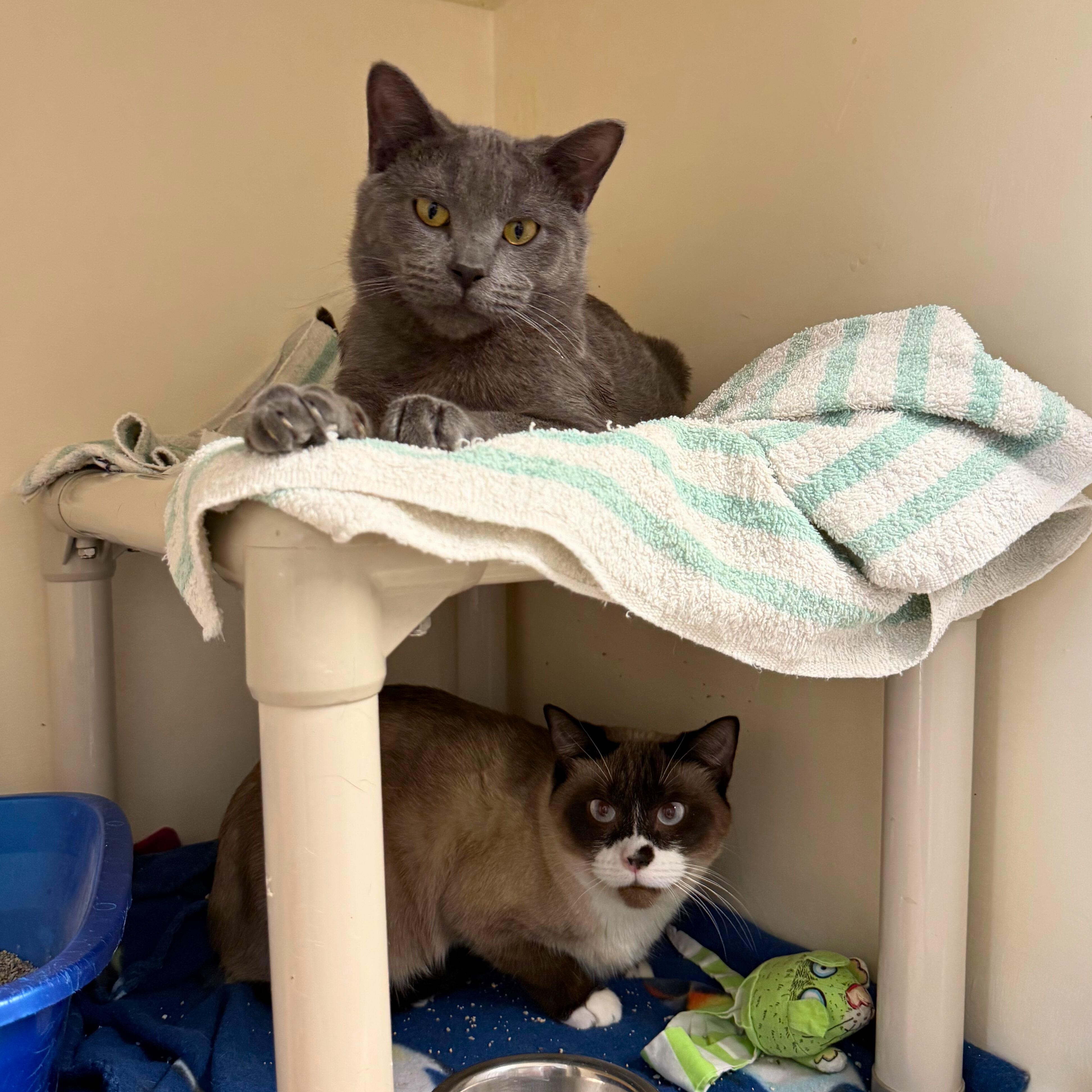 Enlarge Ron and Hermione, an adoptable Domestic Short Hair in Ridgway, CO image 1/6