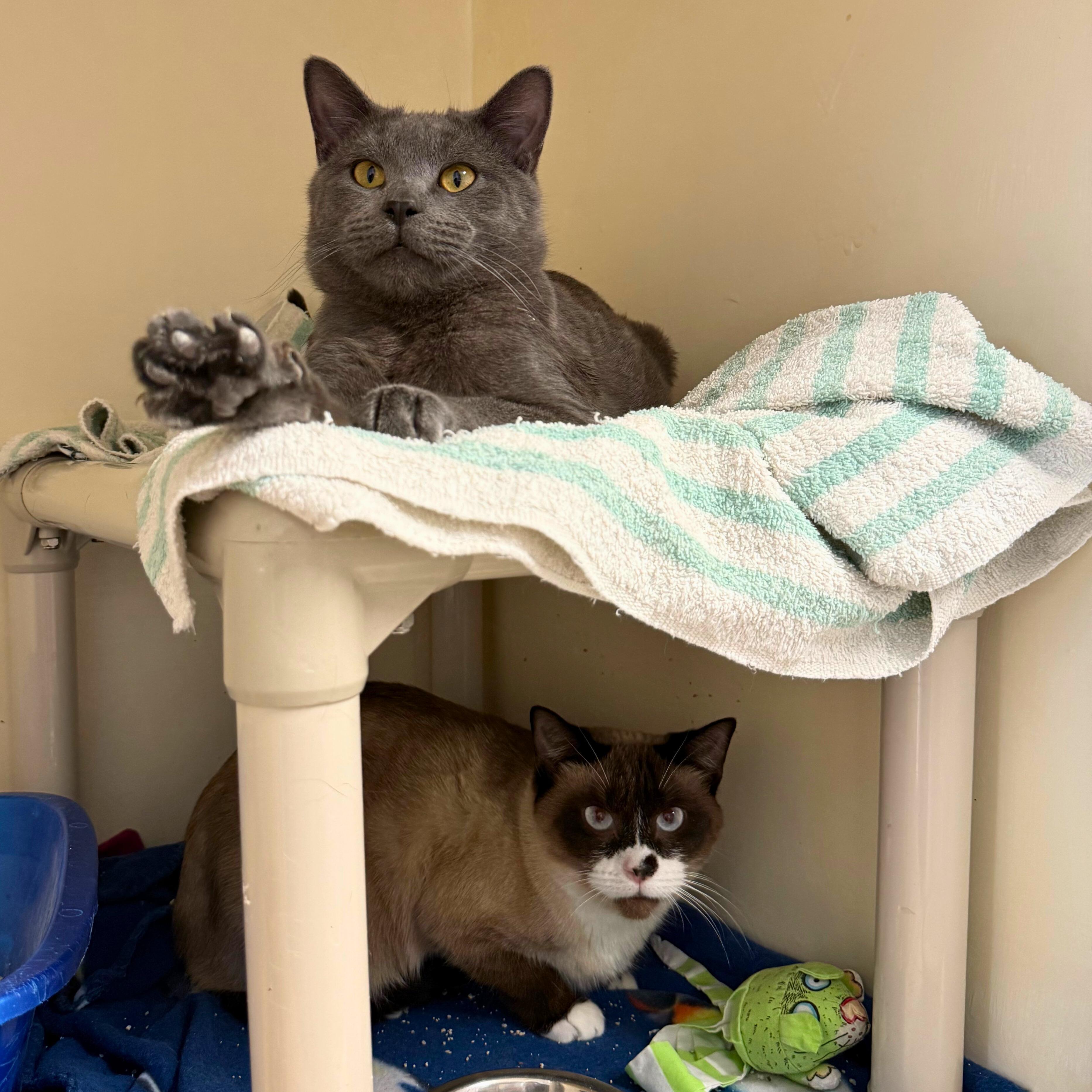 Enlarge Ron and Hermione, an adoptable Domestic Short Hair in Ridgway, CO image 4/6
