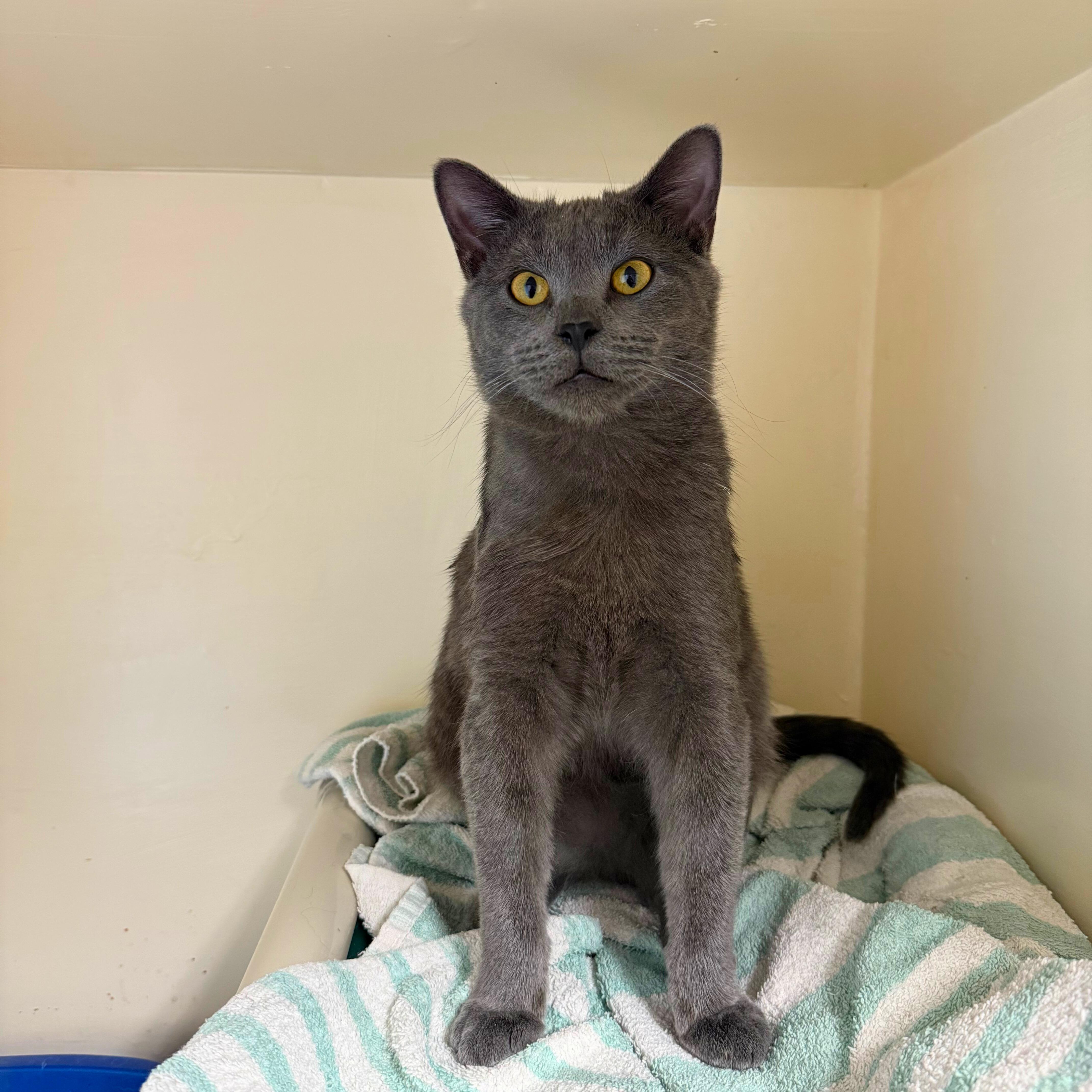 Enlarge Ron and Hermione, an adoptable Domestic Short Hair in Ridgway, CO image 2/6