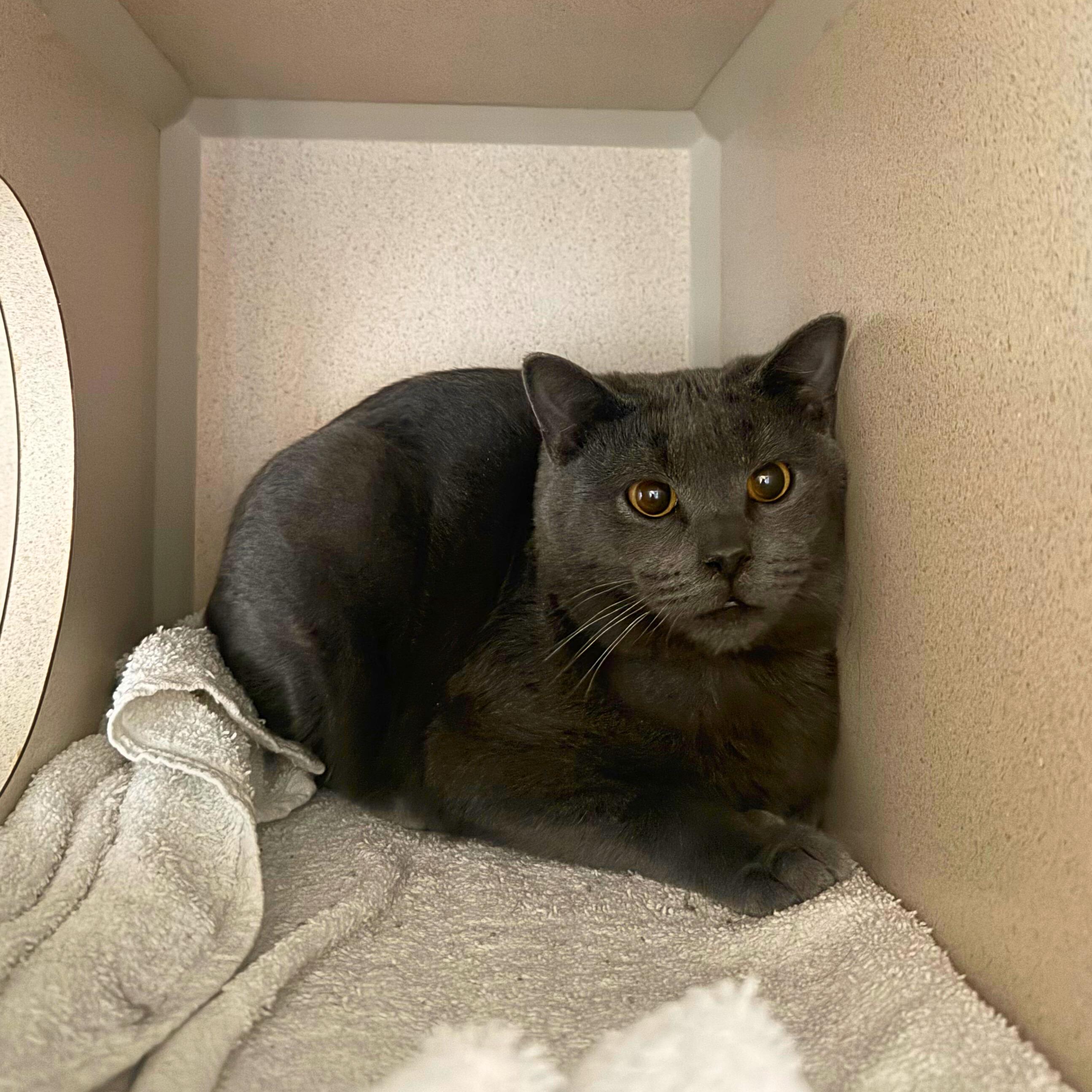 Enlarge Ron and Hermione, an adoptable Domestic Short Hair in Ridgway, CO image 5/6