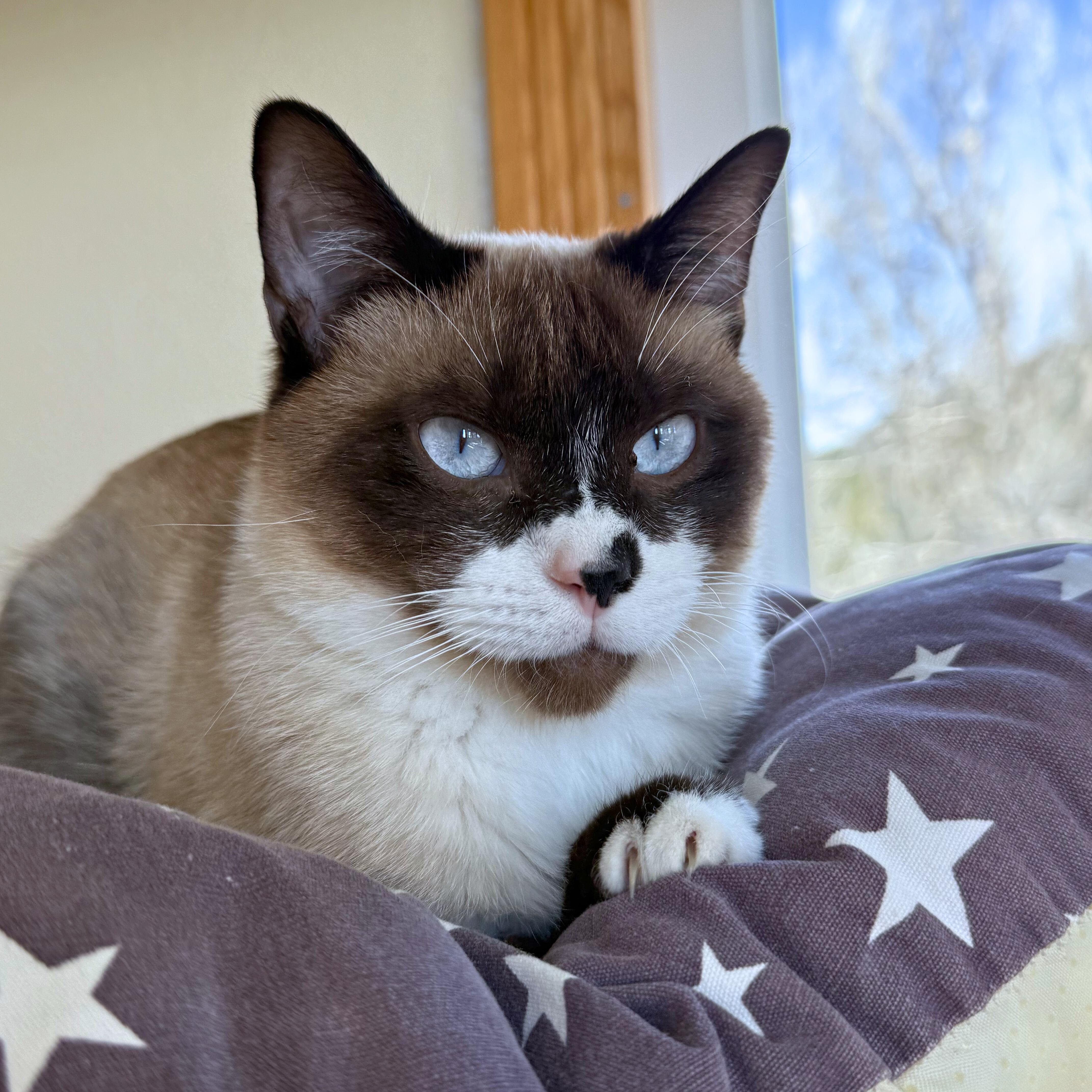 Enlarge Ron and Hermione, an adoptable Domestic Short Hair in Ridgway, CO image 3/6