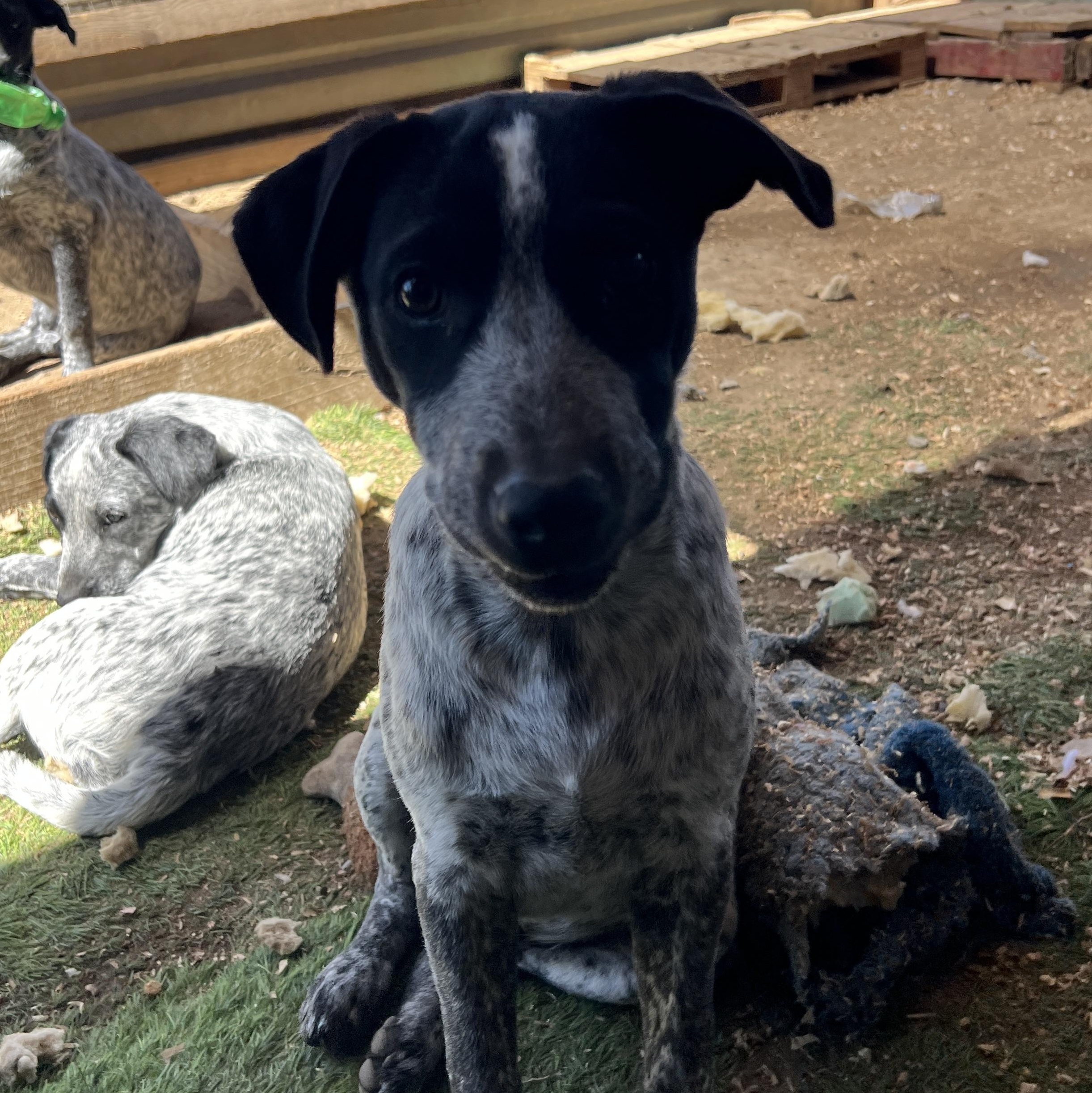 Enlarge Tim, a Adoptable mixed breed in Las Vegas, NV image 3/3