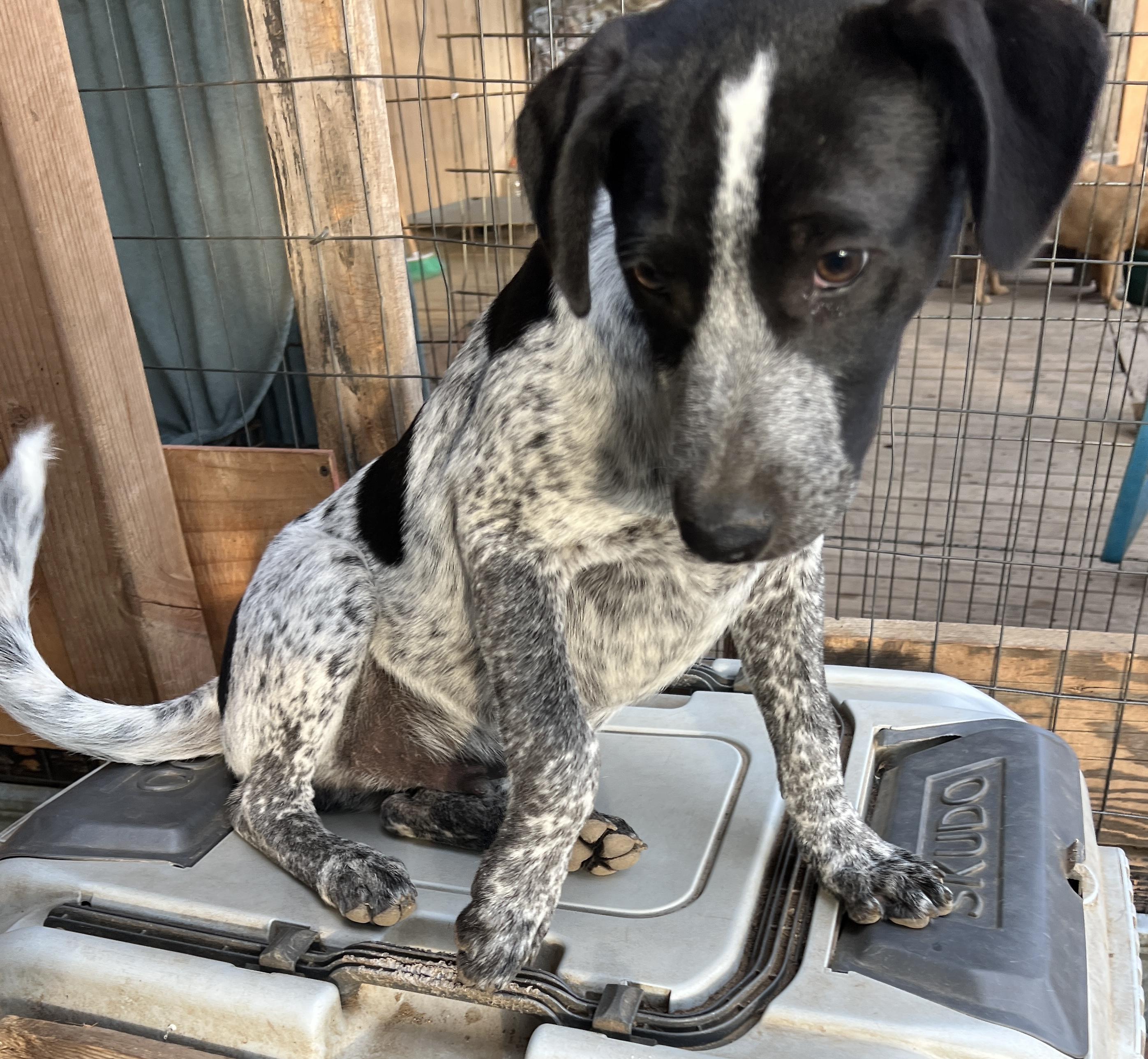 Tim, Adoptable, Puppy Male Labrador Retriever & Cattle Dog.