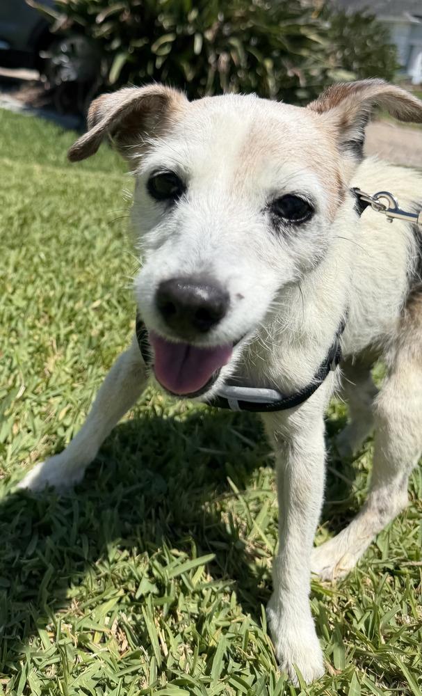 Enlarge Matilda, a Adopted mixed breed in Melbourne Beach, FL image 1/4