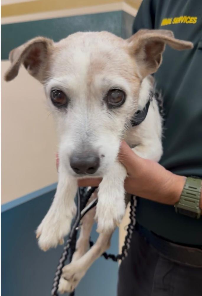 Enlarge Matilda, a Adopted mixed breed in Melbourne Beach, FL image 2/4