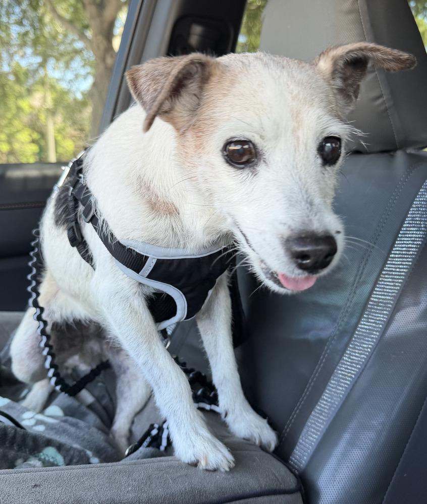 Enlarge Matilda, a Adopted mixed breed in Melbourne Beach, FL image 3/4