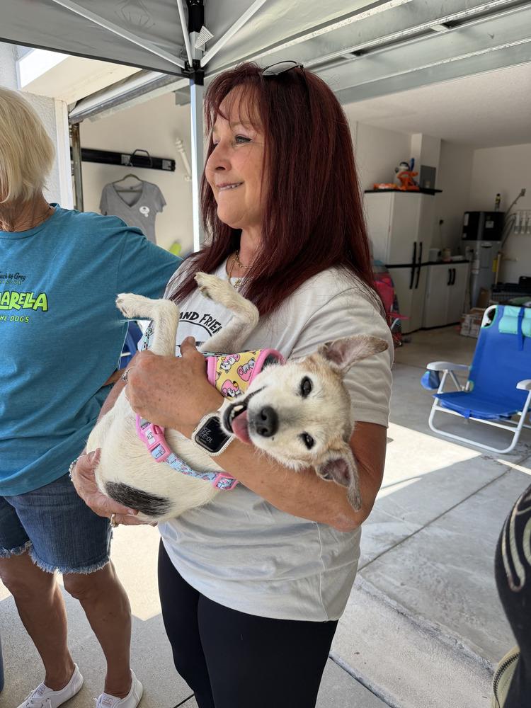 Enlarge Matilda, a Adopted mixed breed in Melbourne Beach, FL image 4/4