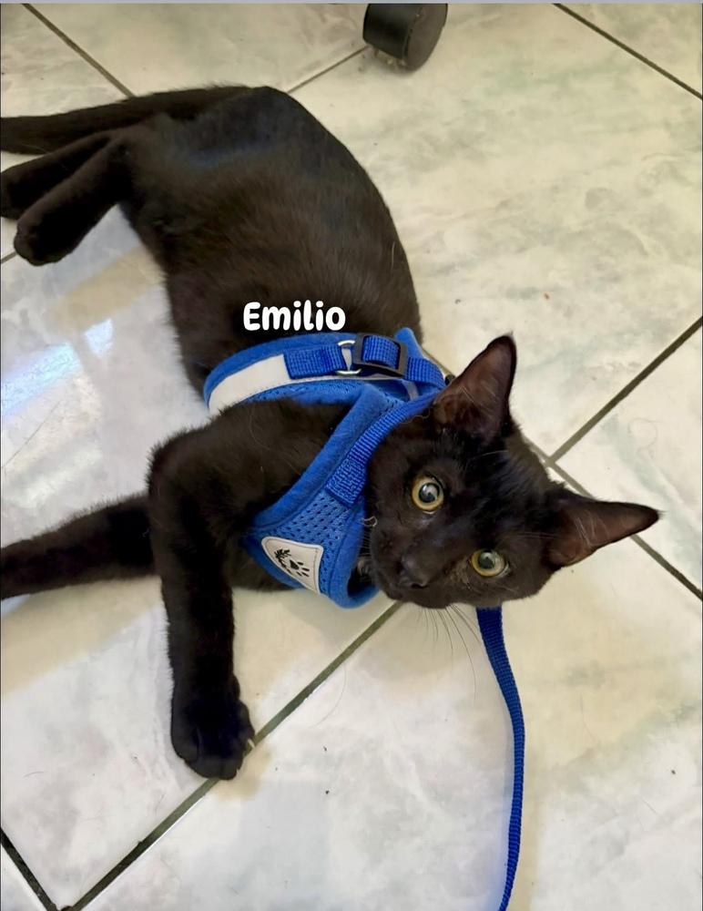 Emilio, Adoptable, Kitten Male Domestic Short Hair.