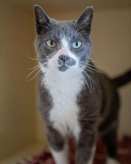 LT. Tao, Adoptable, Adult Male Domestic Short Hair & Domestic Short Hair.