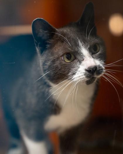 LT. Tao, a Adoptable mixed breed in Pequot Lakes, MN image 2/3