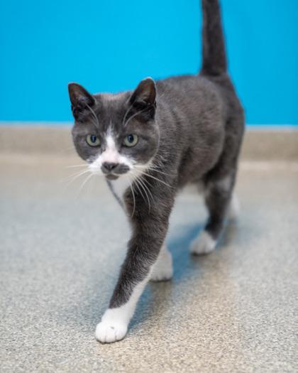 LT. Tao, a Adoptable mixed breed in Pequot Lakes, MN image 3/3