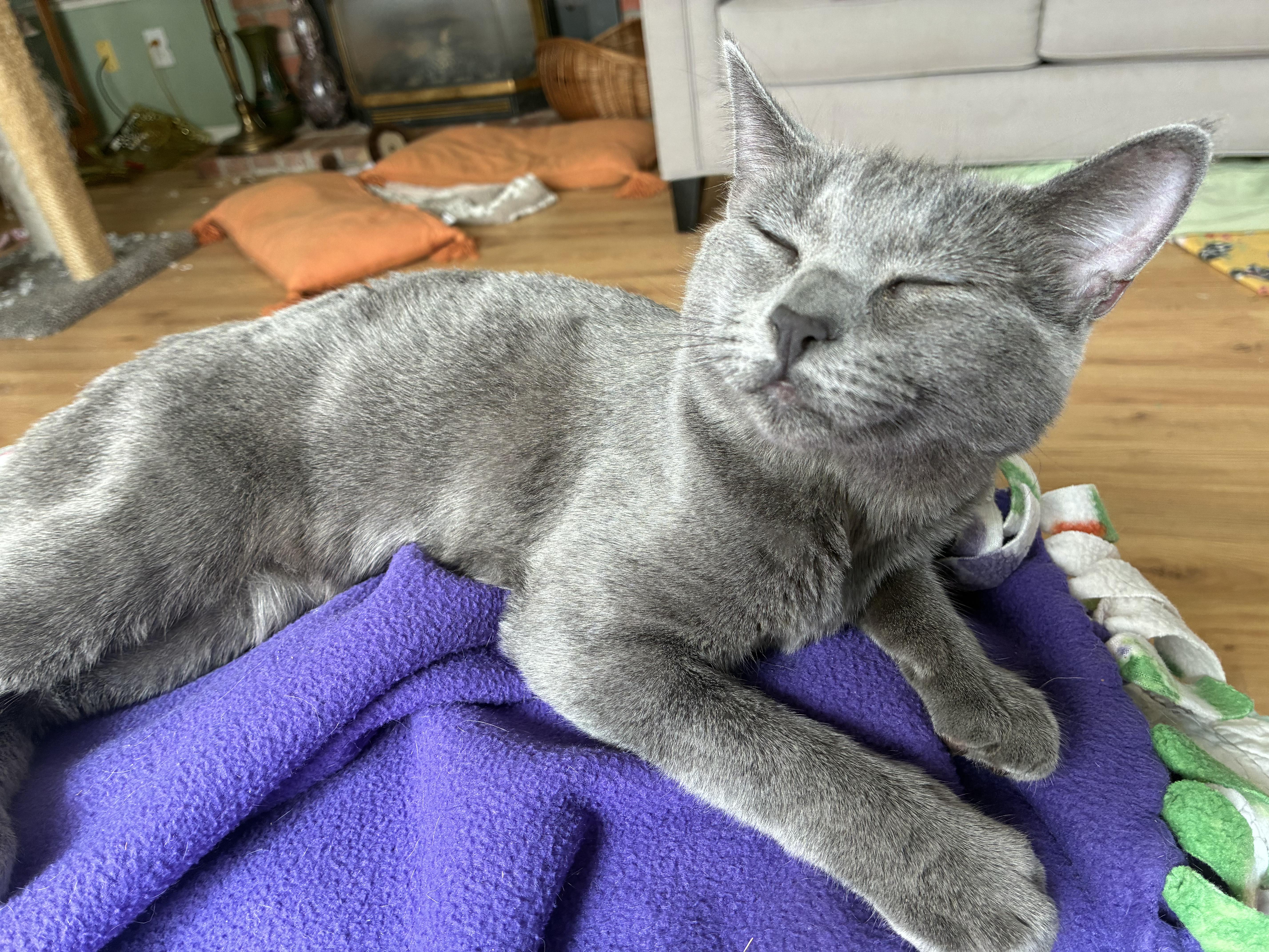 Enlarge Chewbacca, an adoption pending Domestic Short Hair in Antioch, CA image 3/3