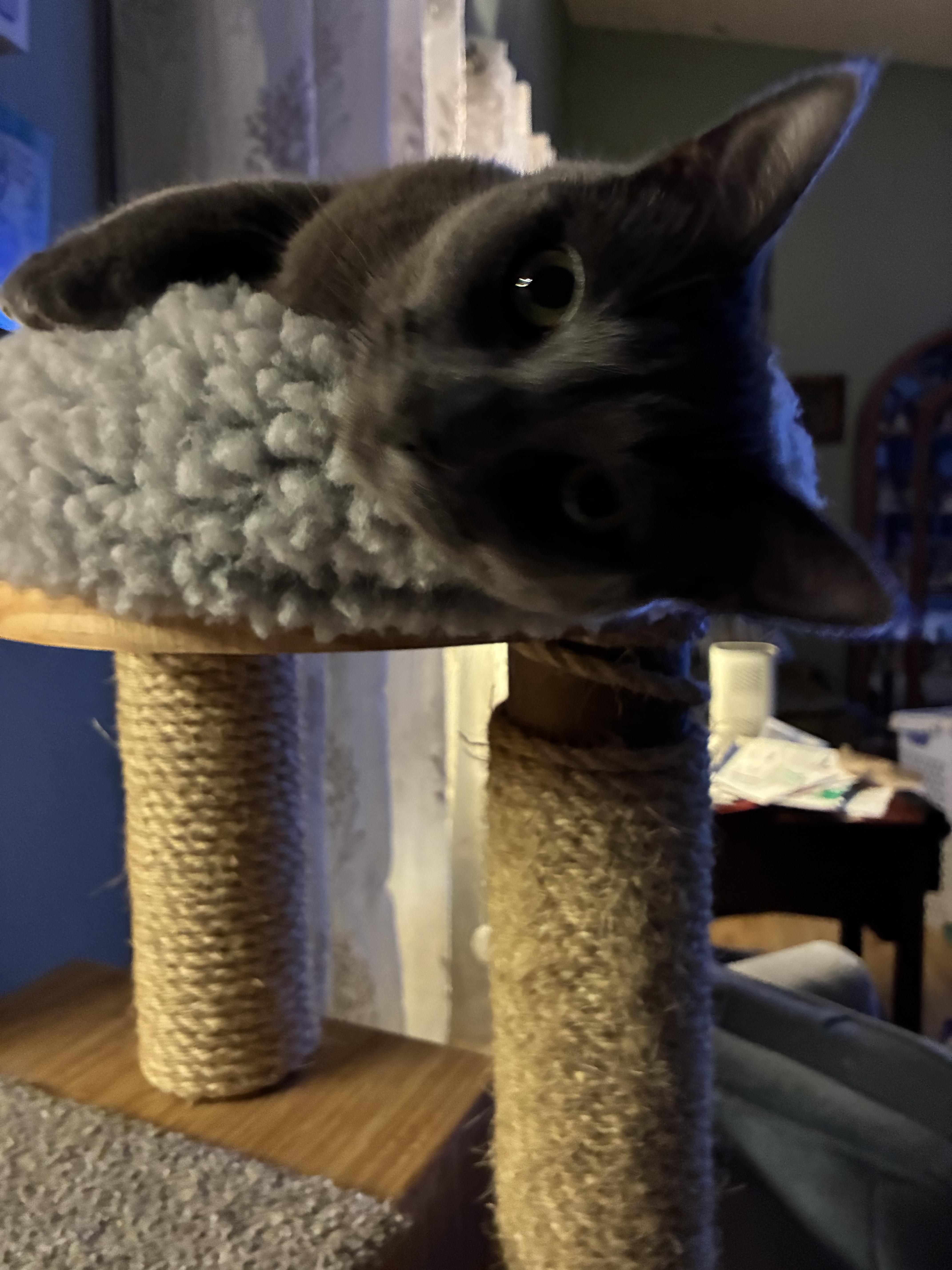 Enlarge Chewbacca, an adoption pending Domestic Short Hair in Antioch, CA image 1/3