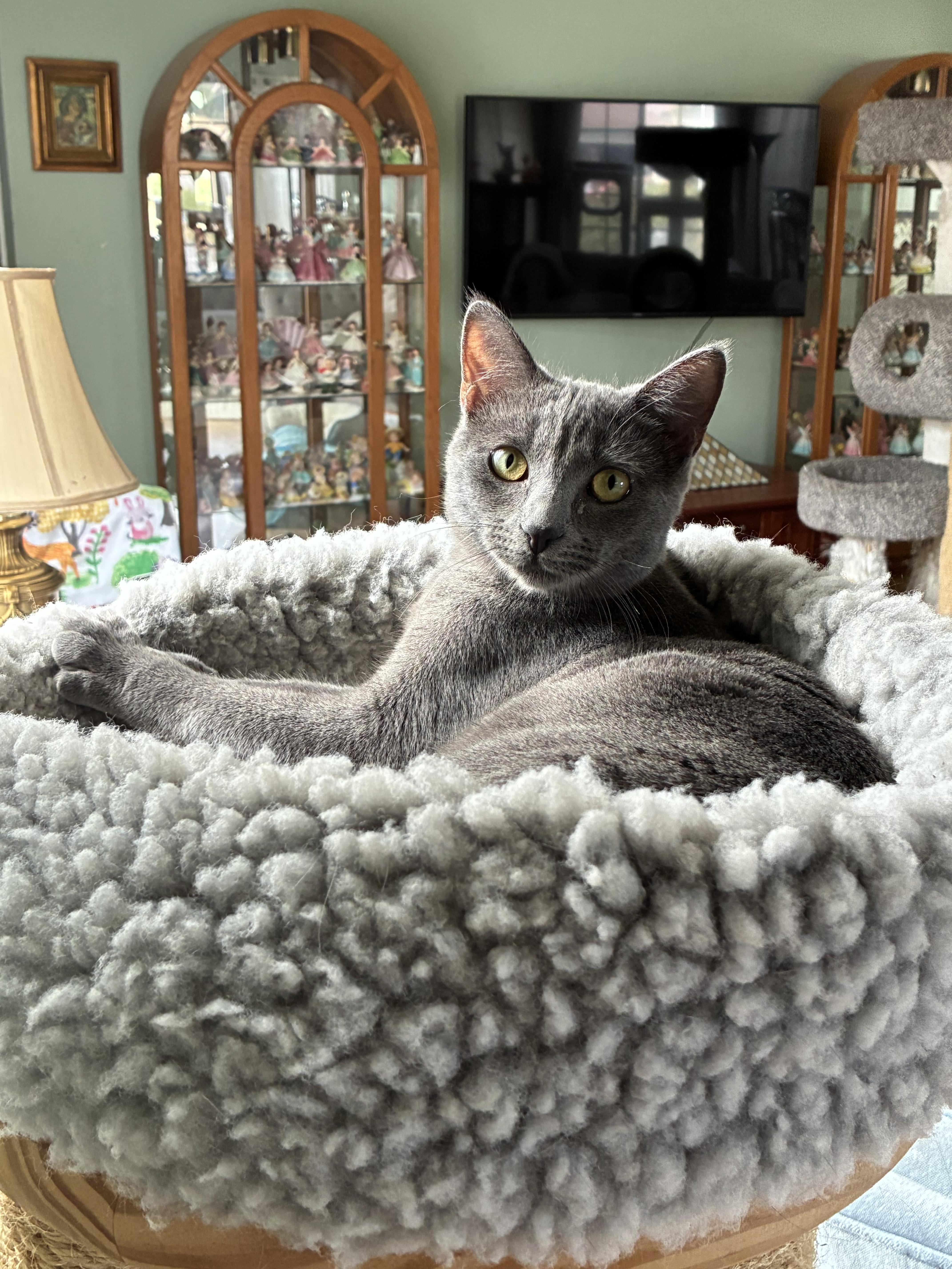 Enlarge Chewbacca, an adoption pending Domestic Short Hair in Antioch, CA image 2/3