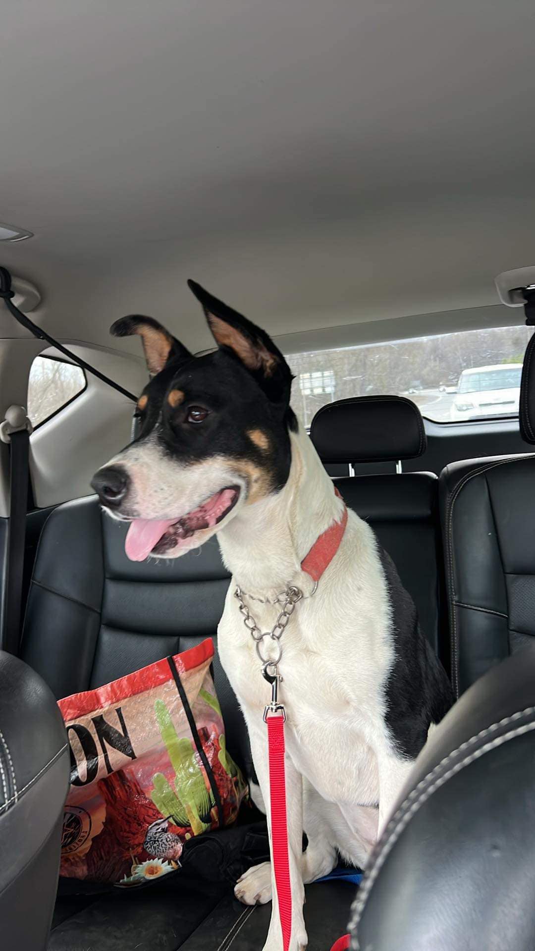 Enlarge Miss Poppy (20240321-02), a Adoptable mixed breed in Niagara on the Lake, ON image 5/6